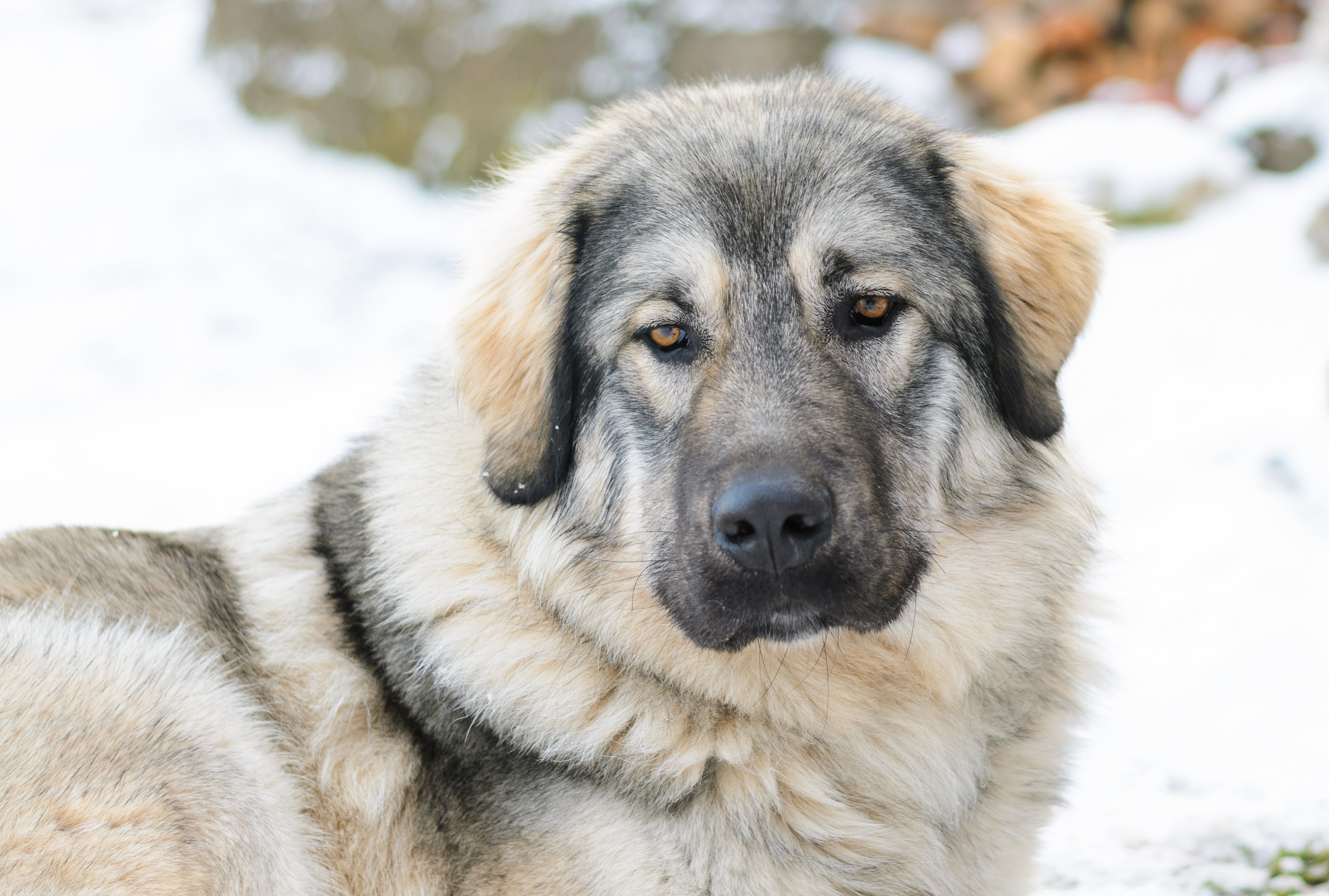 Close up of a Sarplaninac dog breed in the snow