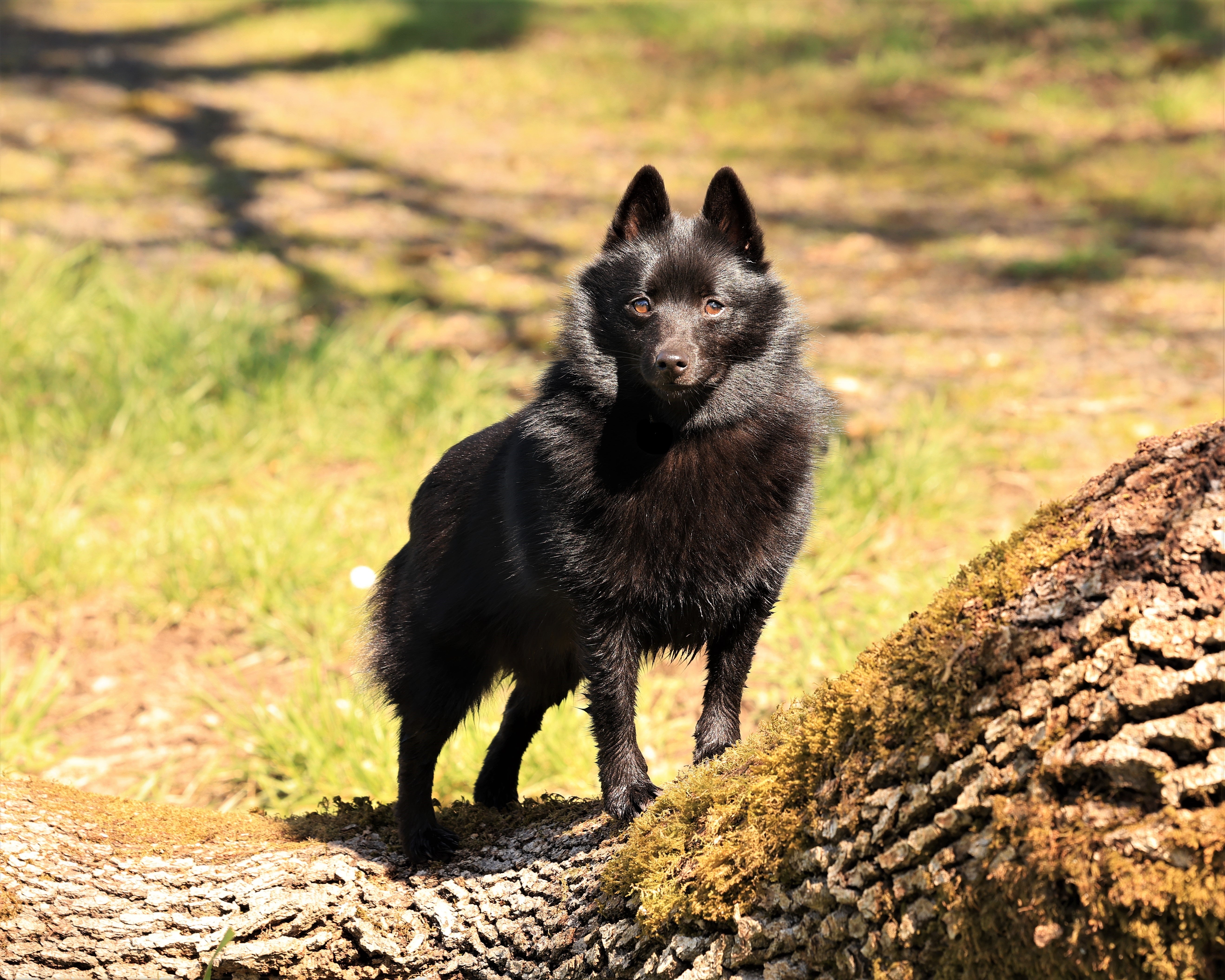 Schipperke dog breed sitting tall against a white background