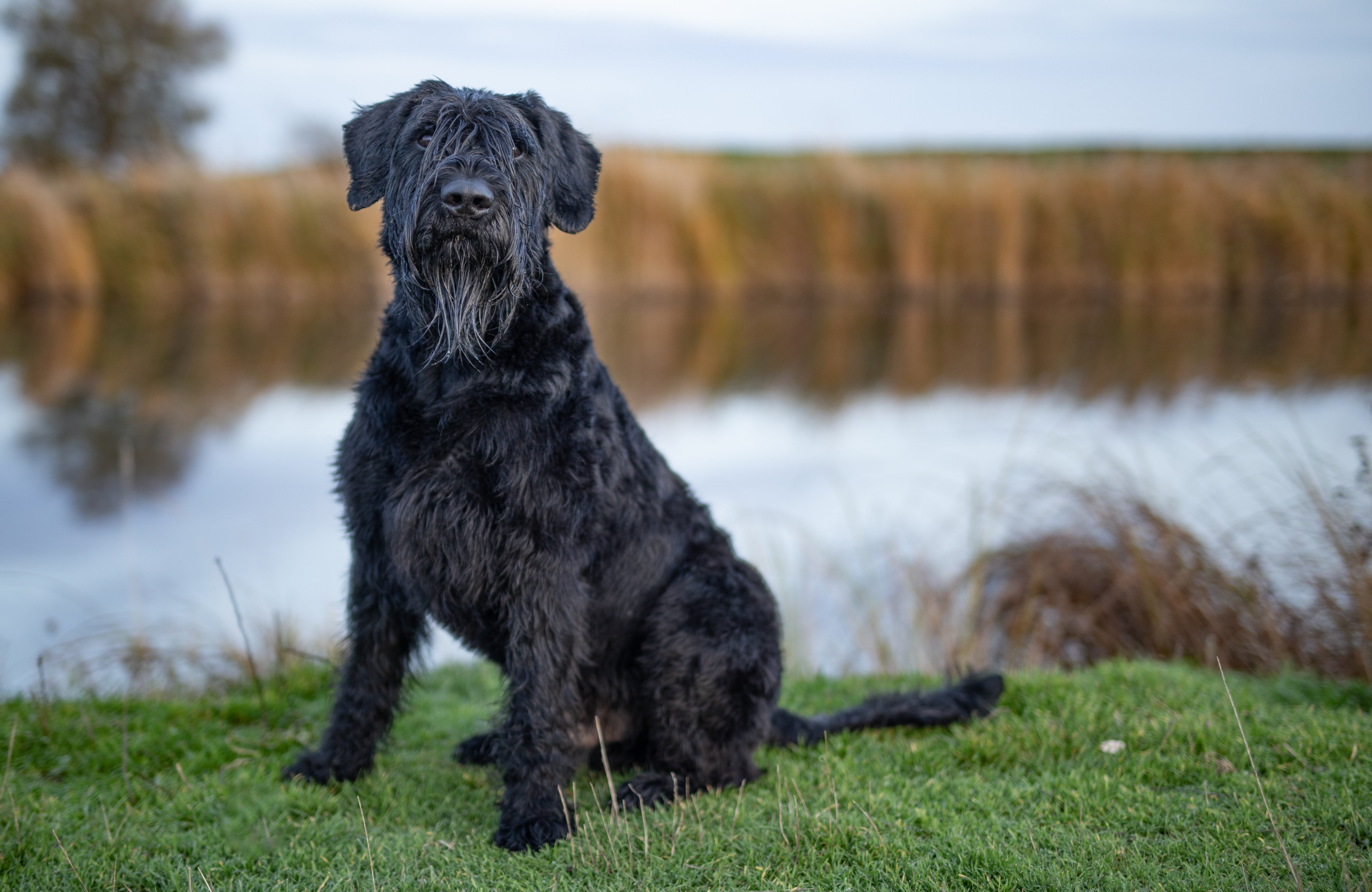 giant schnauzer dog breed sitting in the grass in front of a river