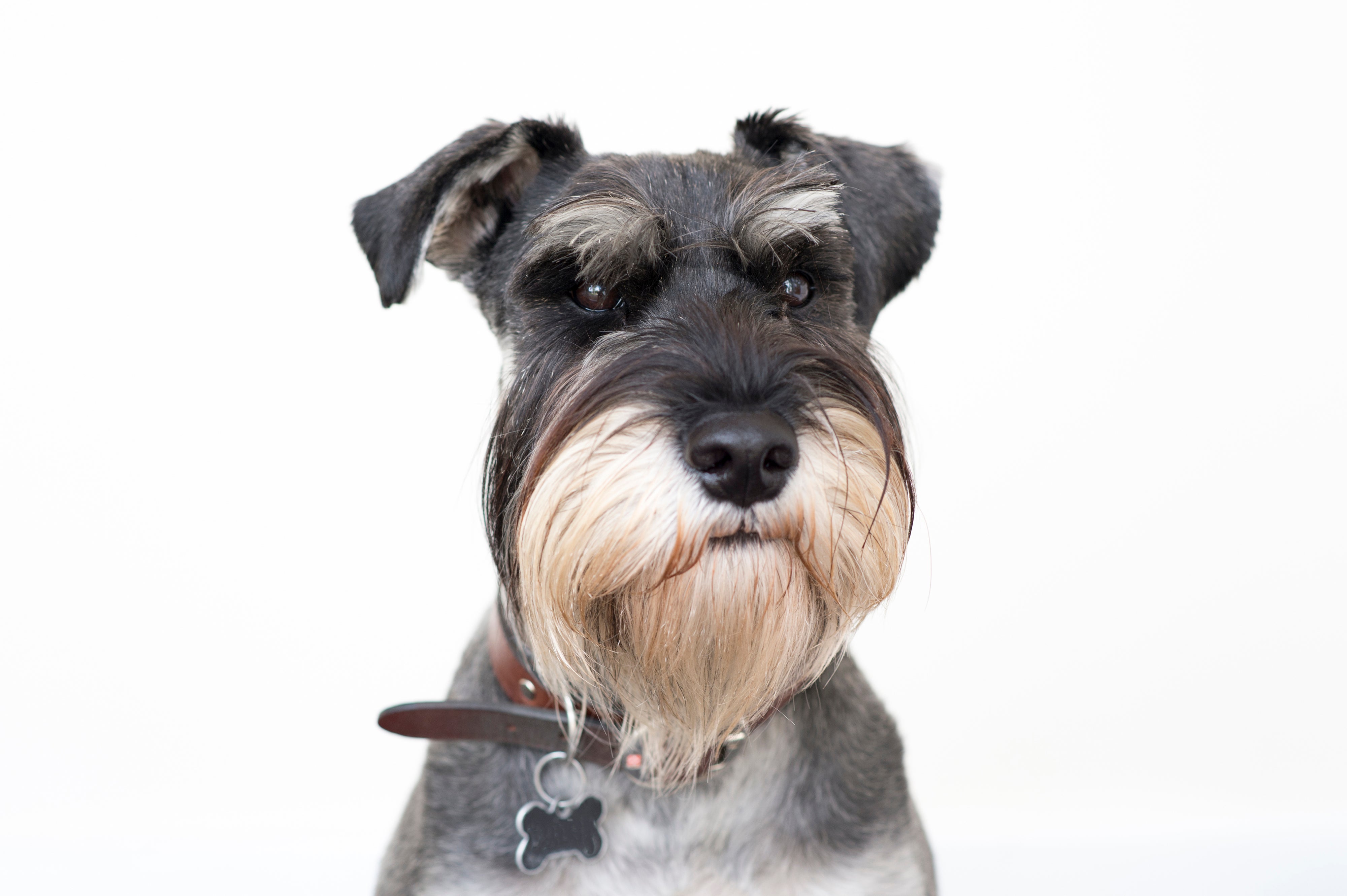 Standard Schnauzer dog headshot against a white background.