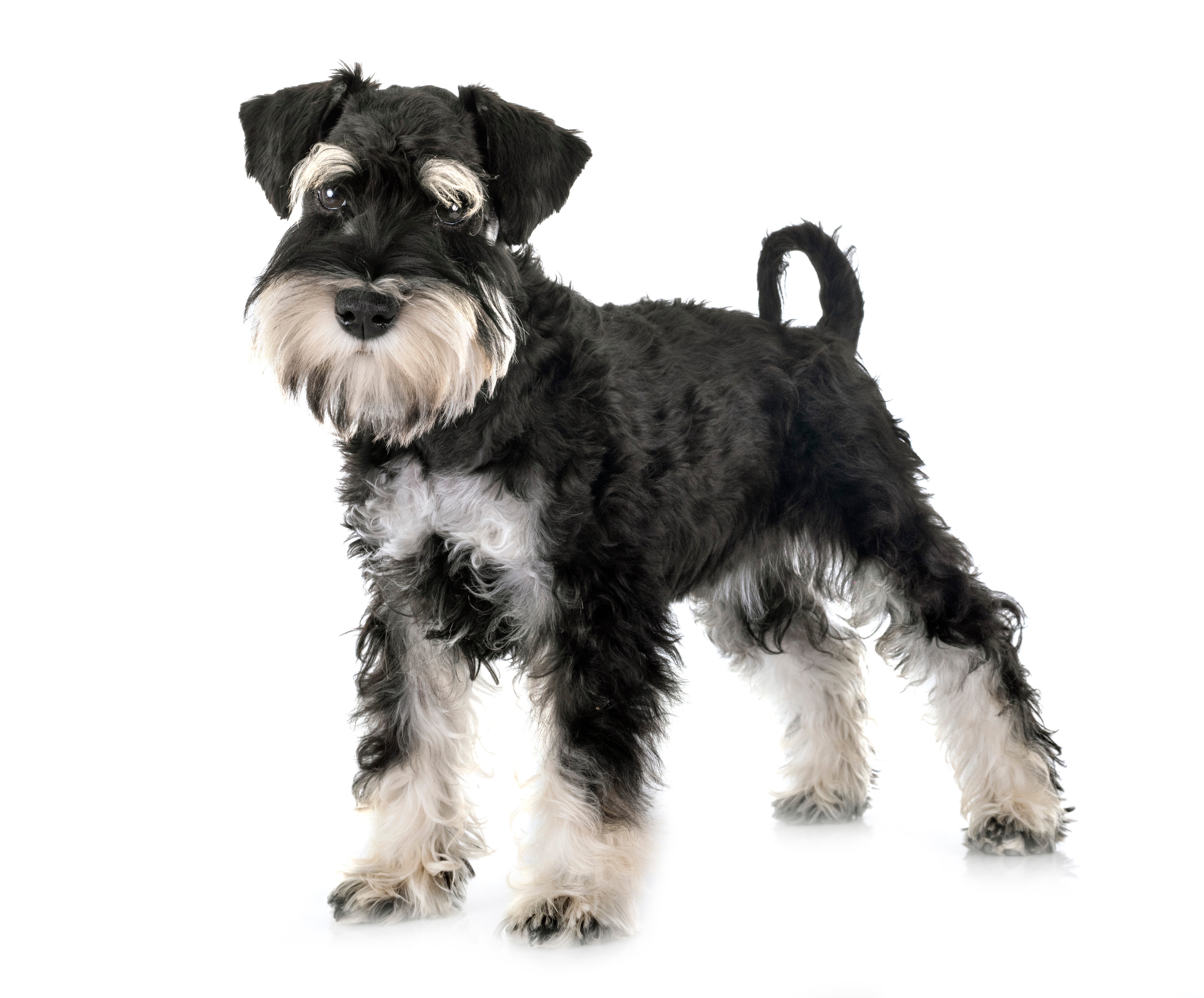 Black and white Miniature Schnauzer dog breed standing with tail curled up against white background