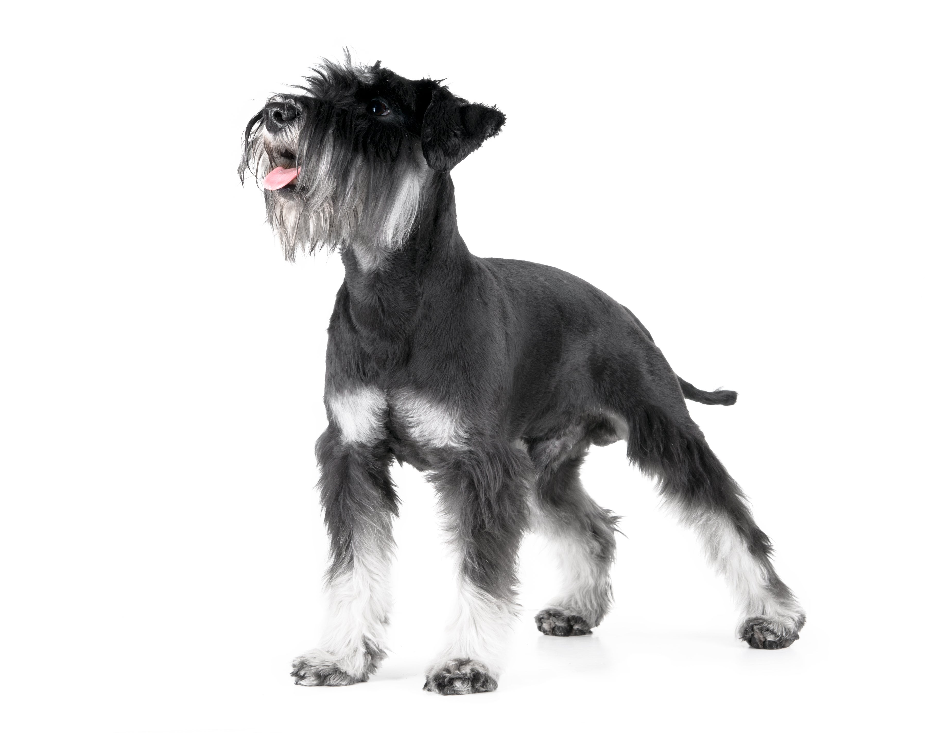 Black and white Miniature Schnauzer dog breed standing looking up with tongue out