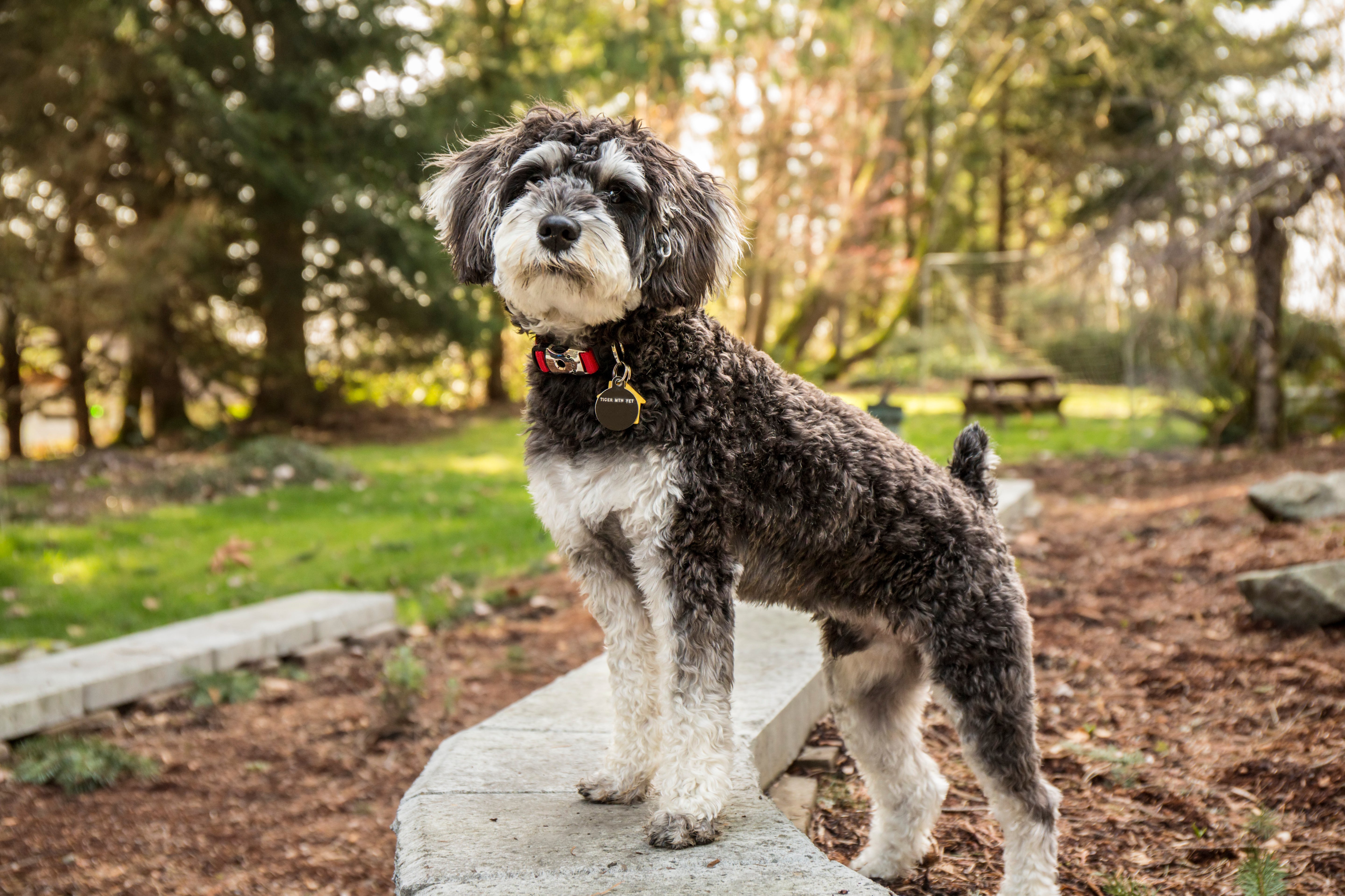 miniature schnauzer mixed with poodle