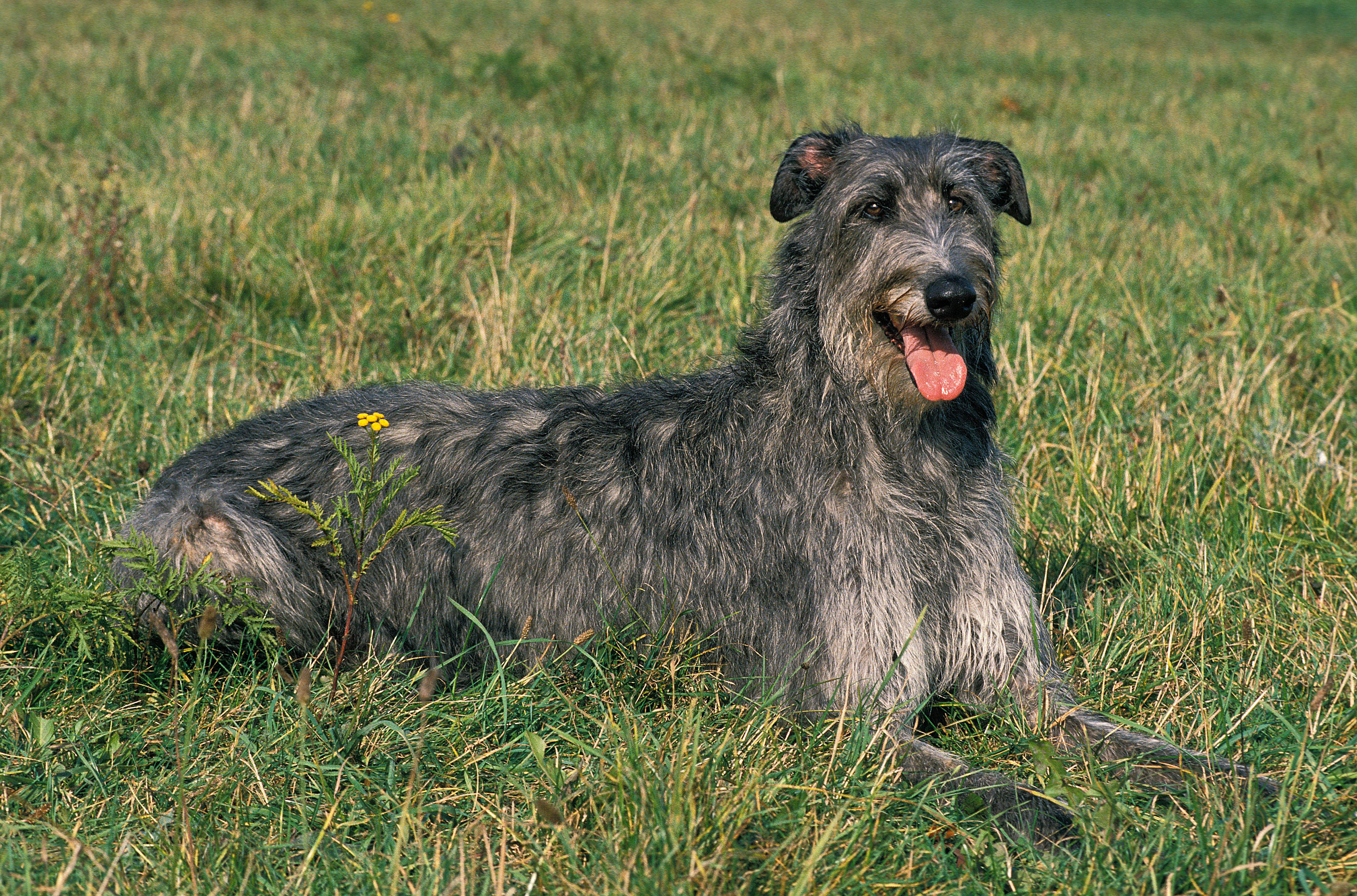 Side view of a Scottish Deerhound dog breed laying in the grass panting