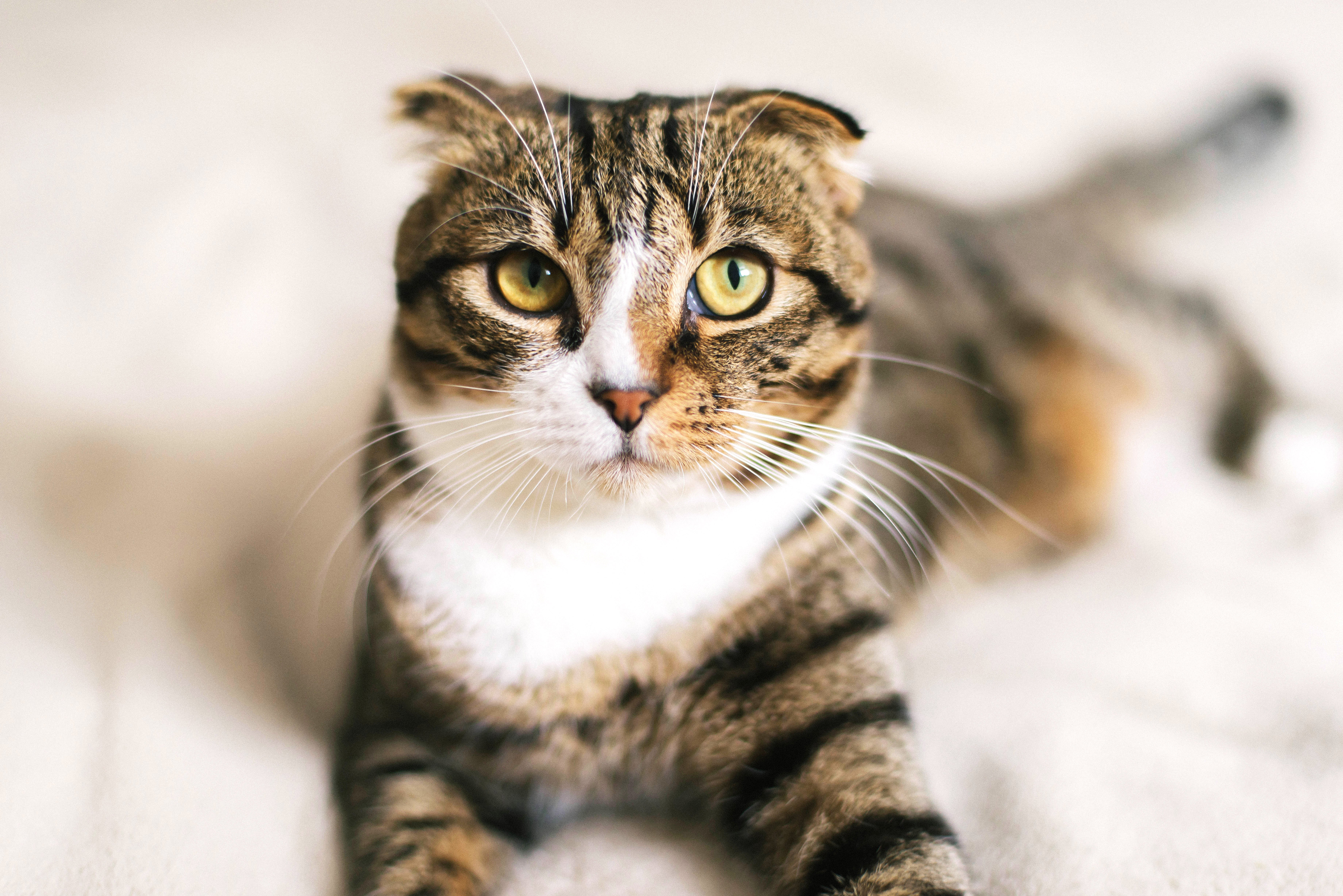 Multi colored Scottish Fold cat breed with white chest laying down