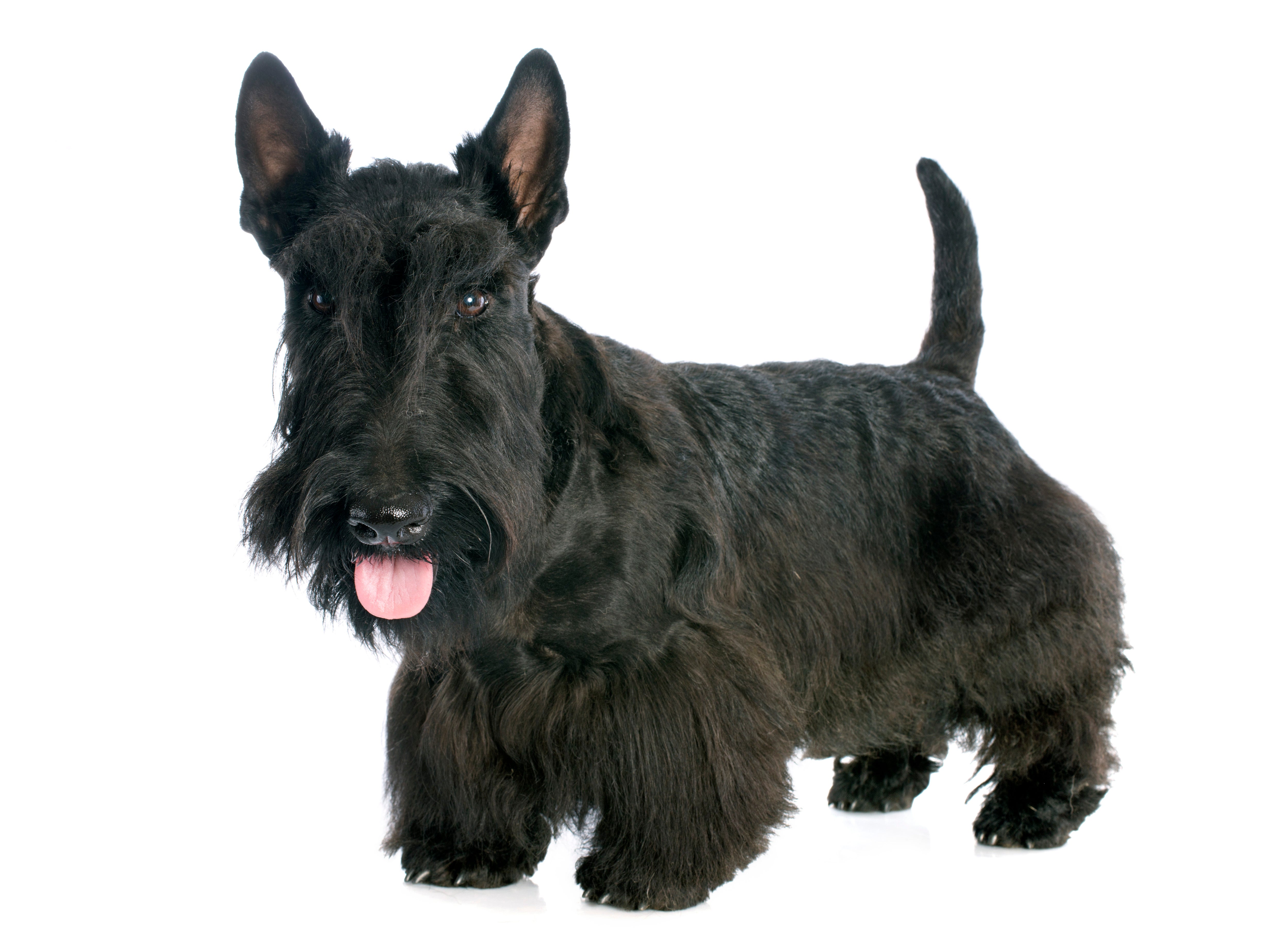 Close up of a standing black Scottish Terrier dog breed against a white background