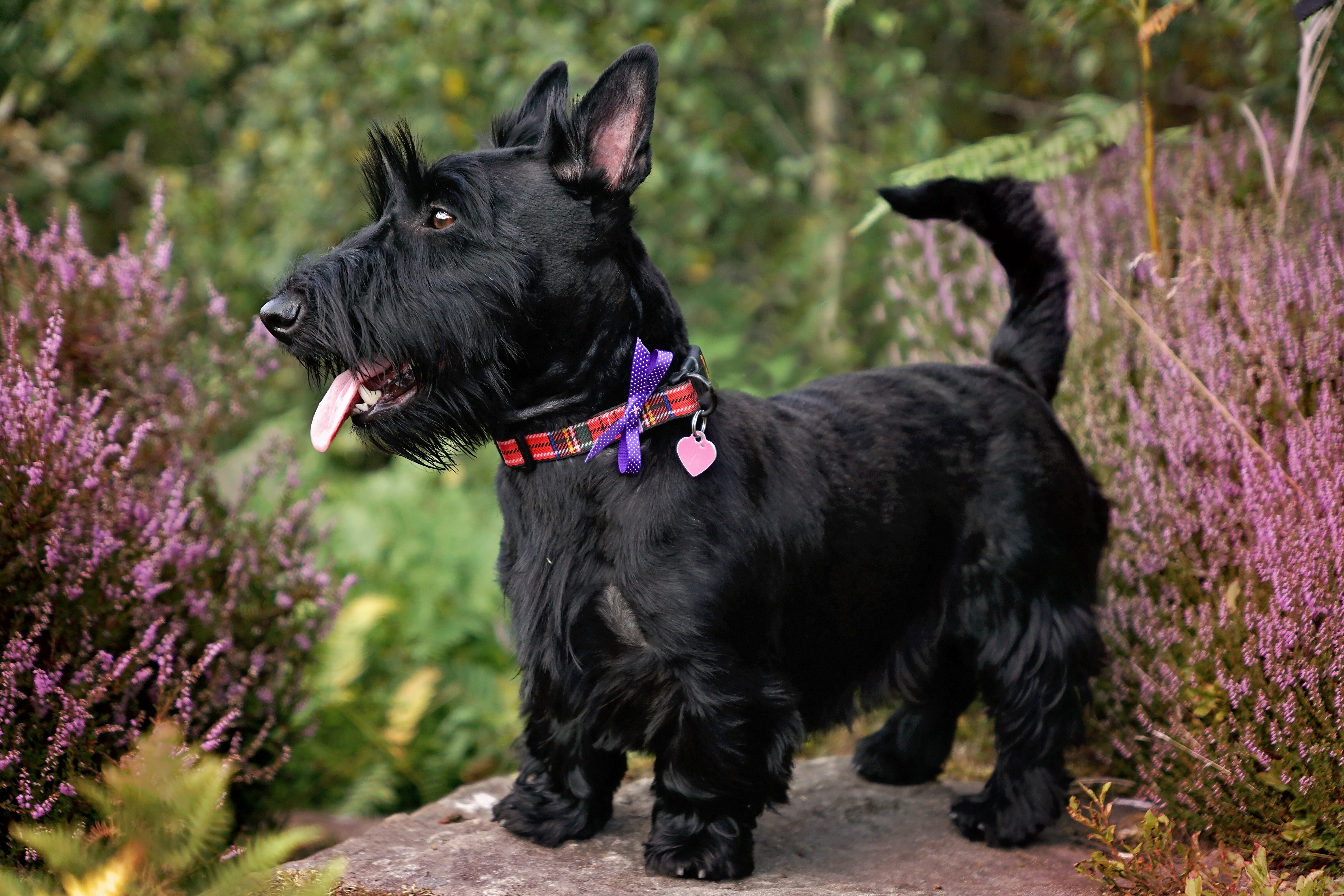 Sitting black Scottish Terrier dog breed on the grass with head tilted