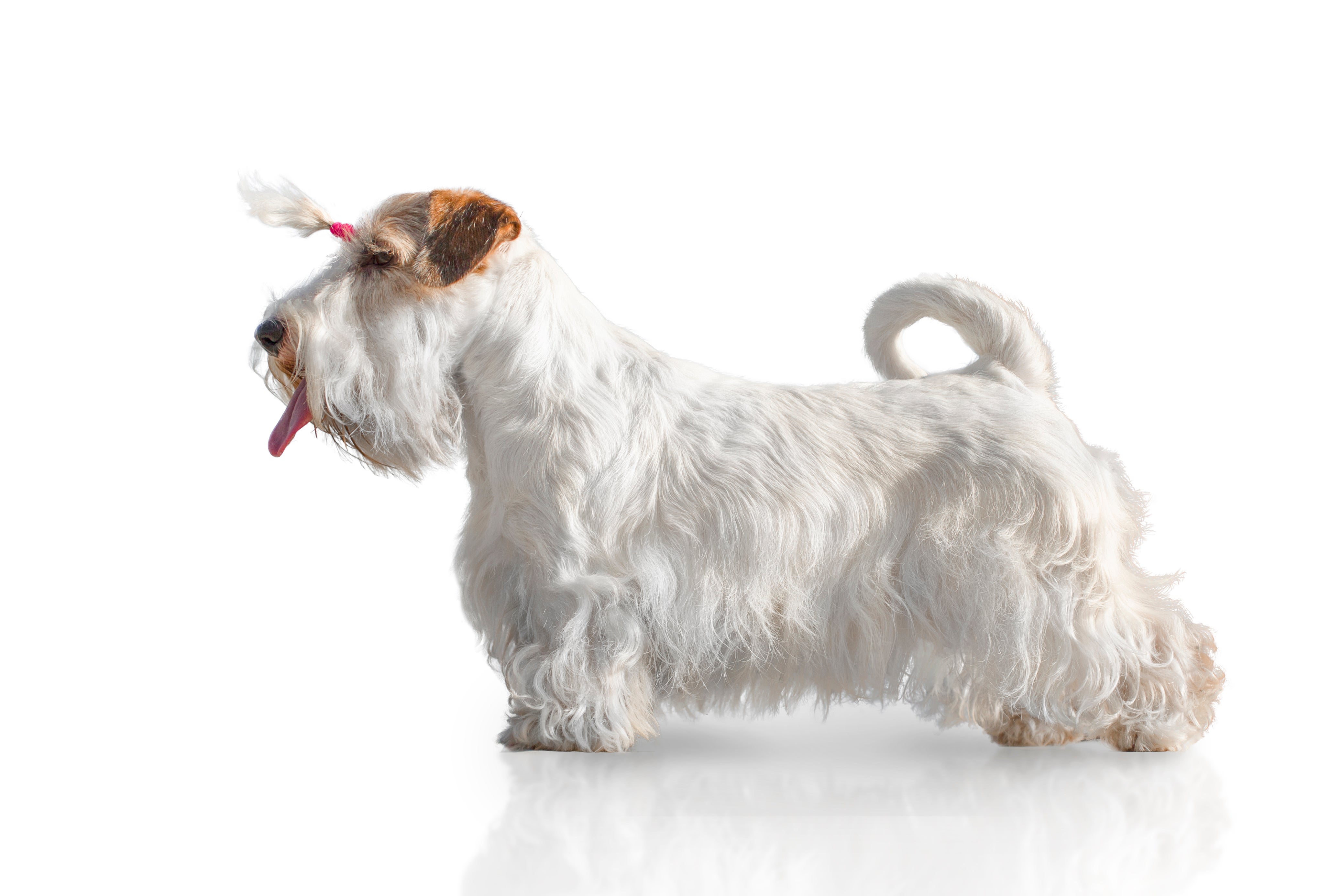 Side view of a Sealyham Terrier dog breed with a pony tail against a white background