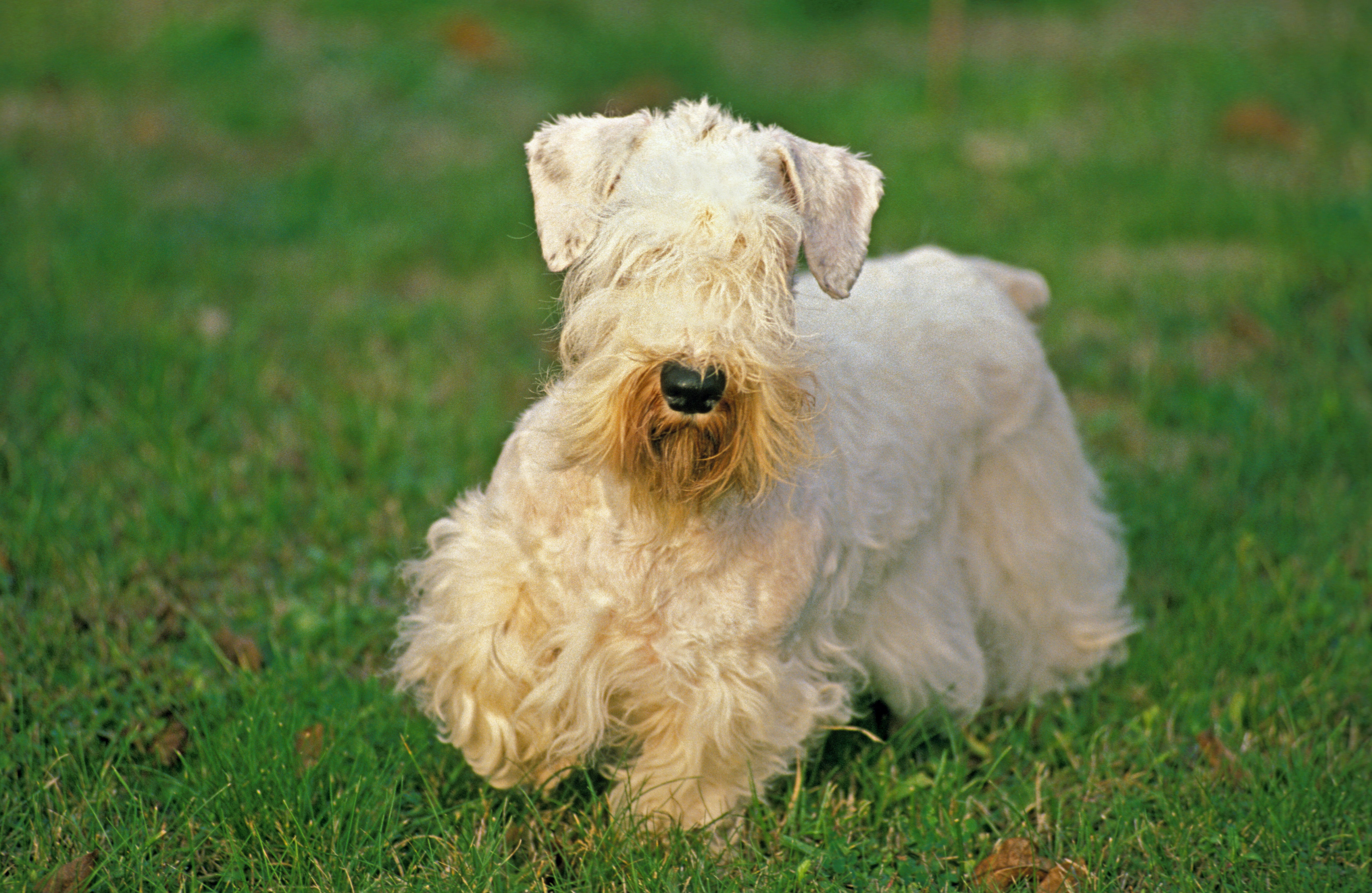 Sealyham Terrier dog breed standing on the grass with eyes covered by fur