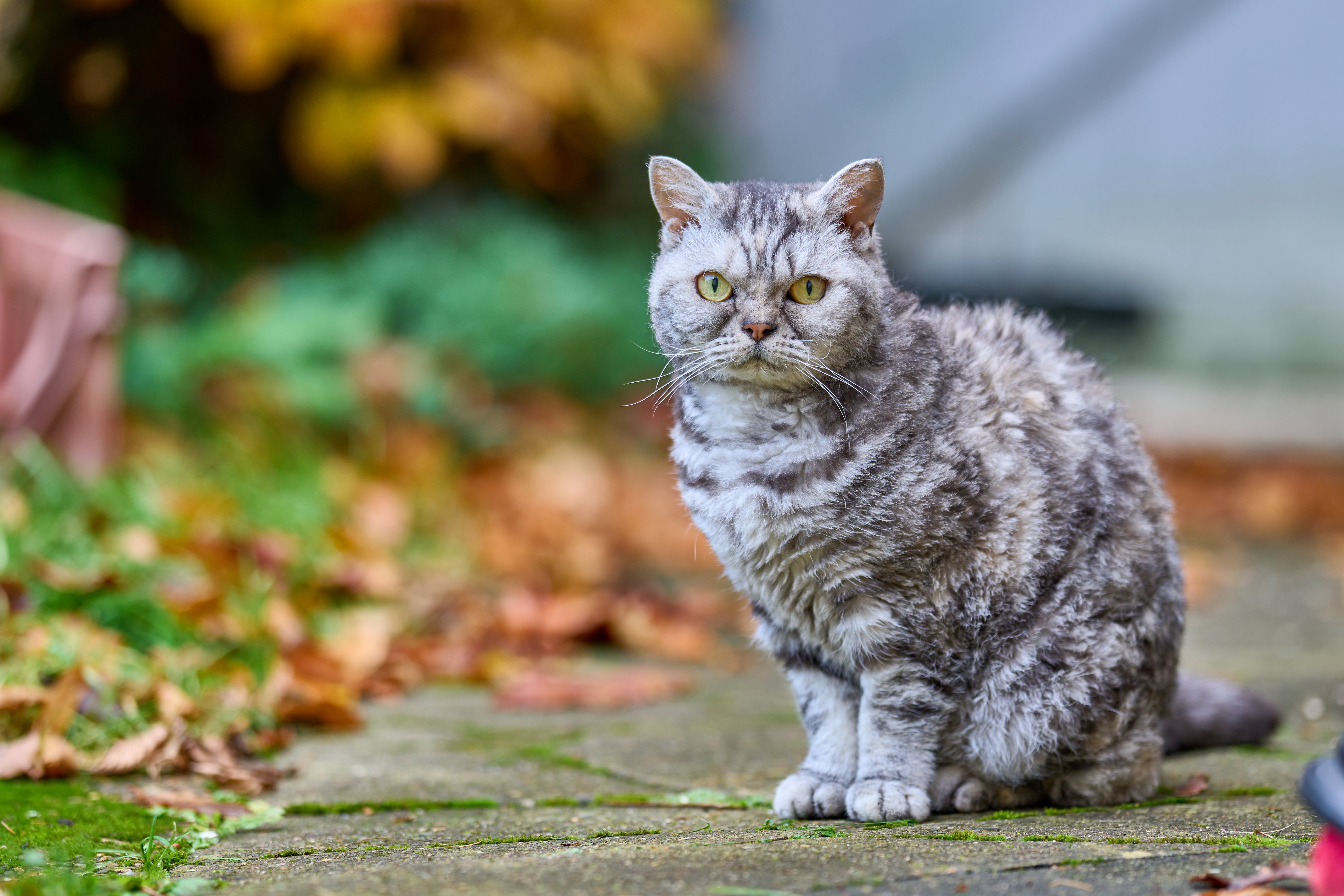 Selkirk Rex cat in a garden in autumn