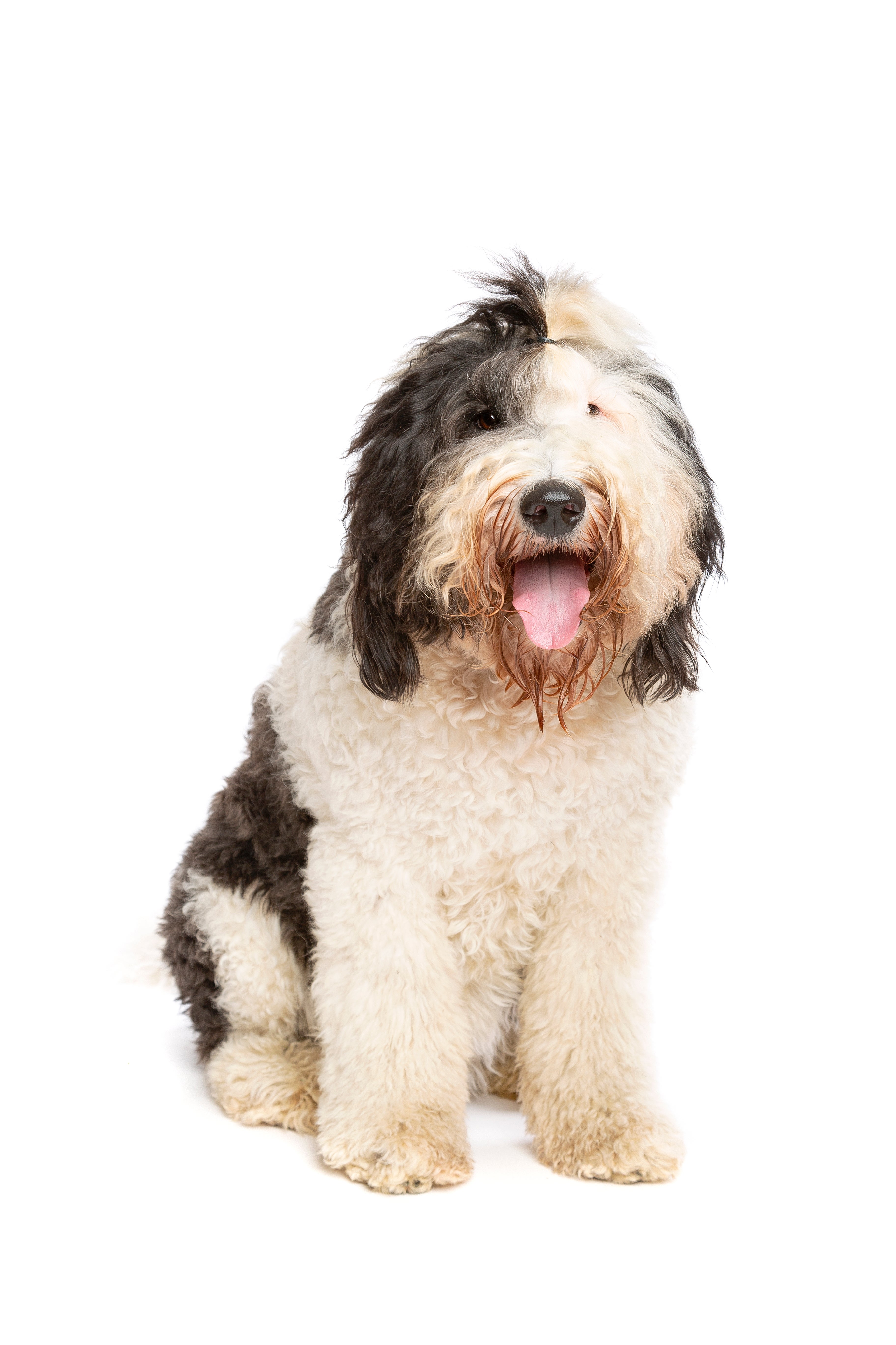 Sheepadoodle dog breed standing with mouth open wide against a white background