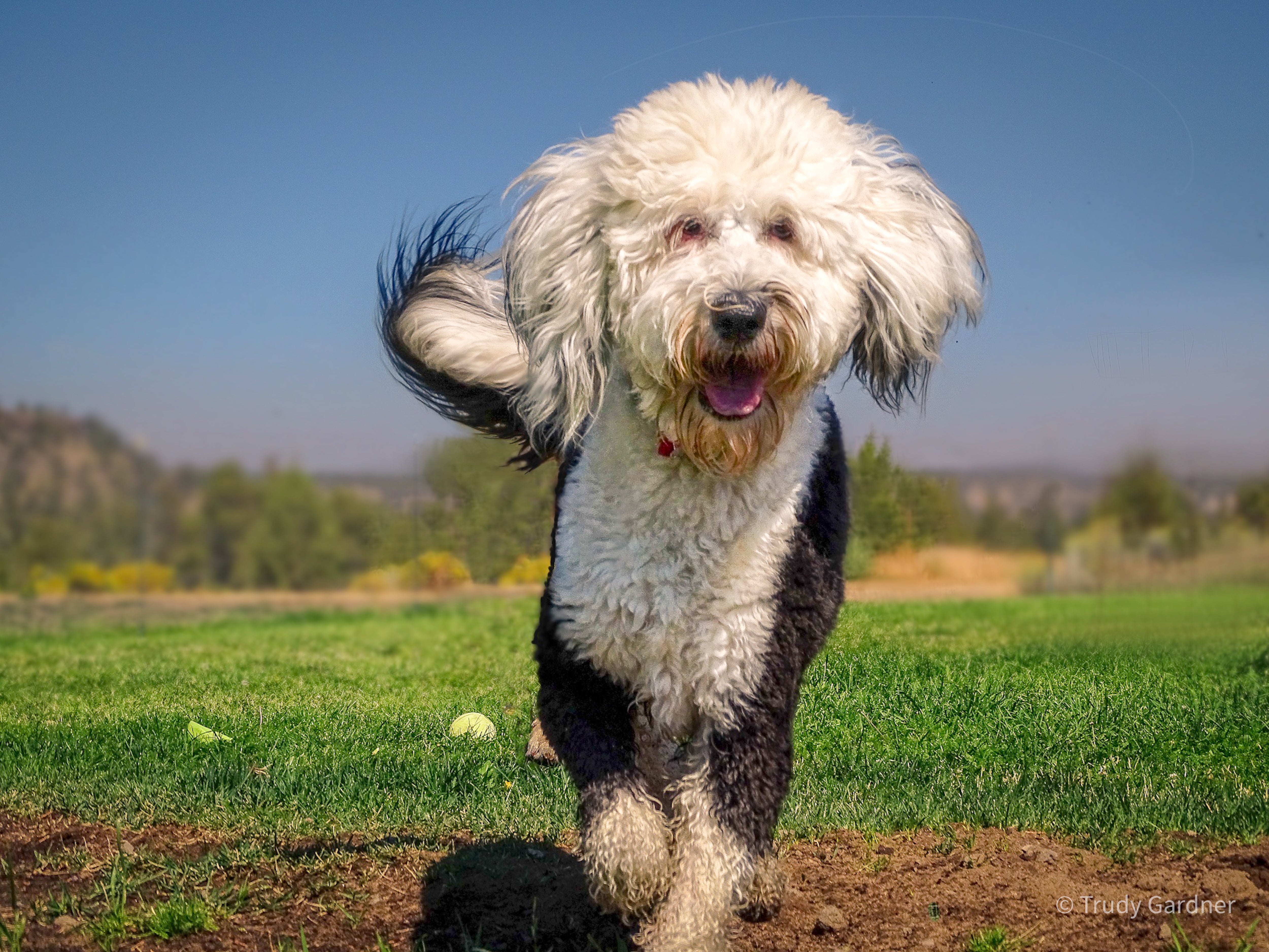 Sheepadoodle running toward the camera with tail wagging and mouth open