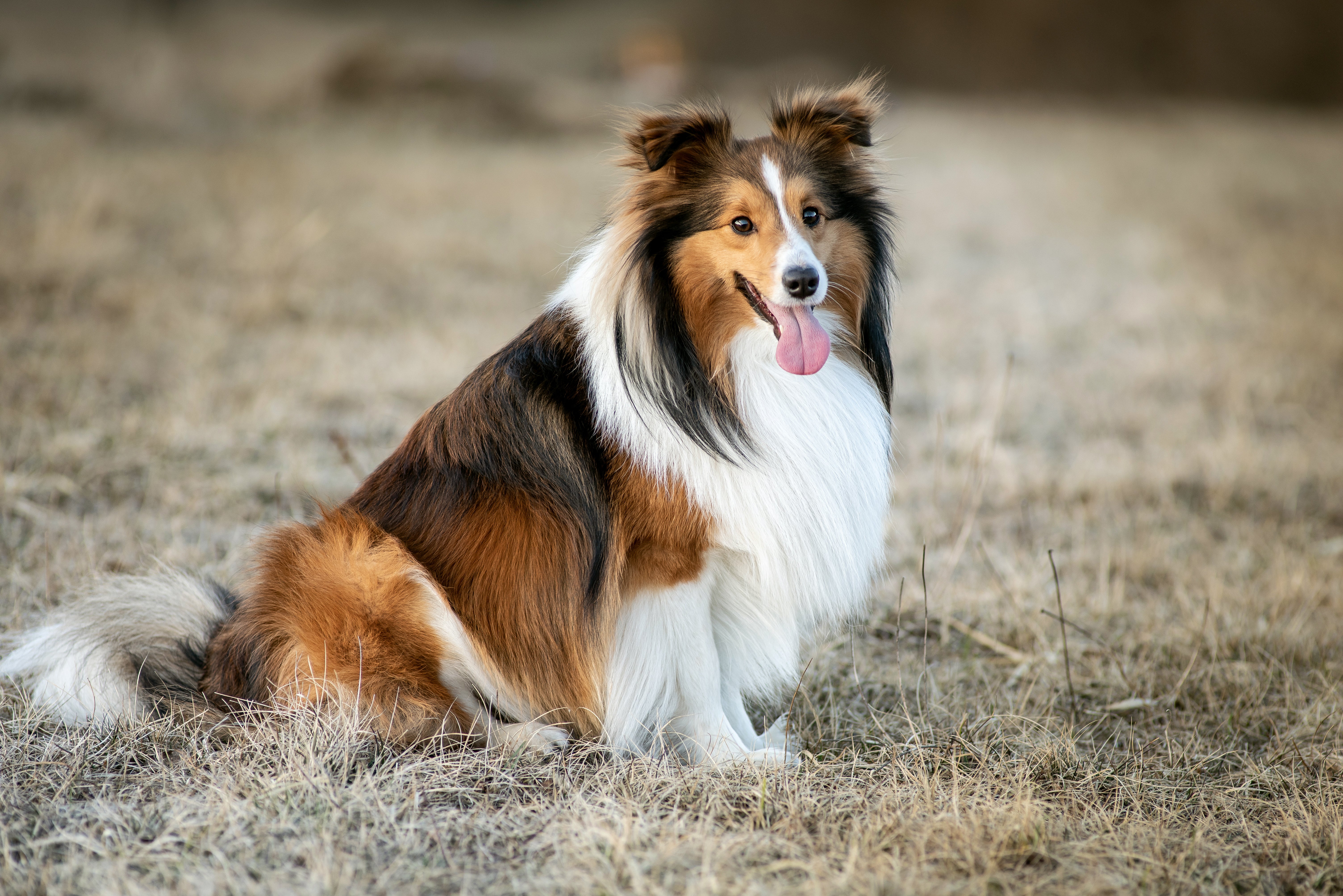 Shetland Sheepdog breed  sitting in a field panting with tongue extended