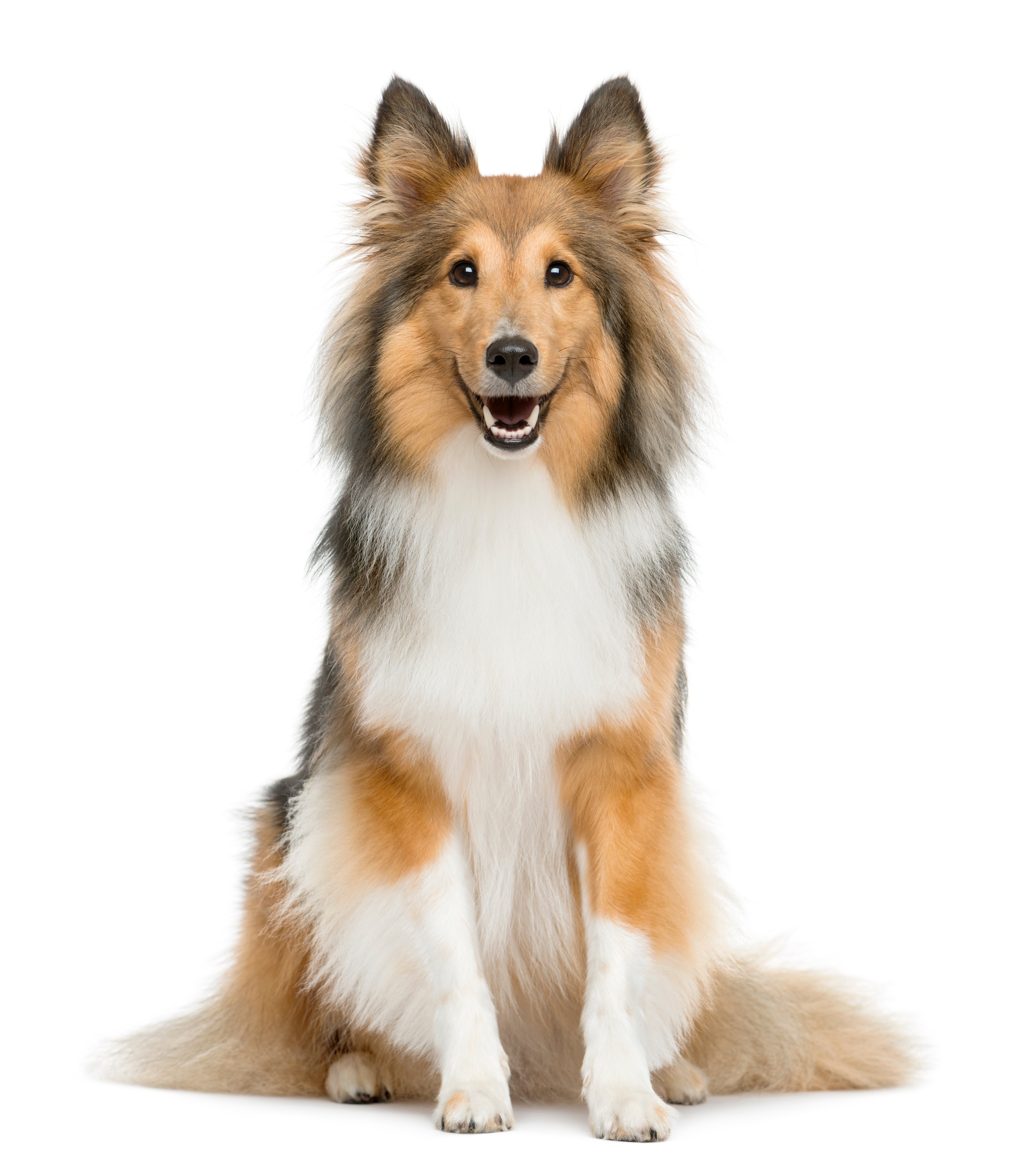 Shetland Sheepdog sitting tall toward camera with mouth open against a white background