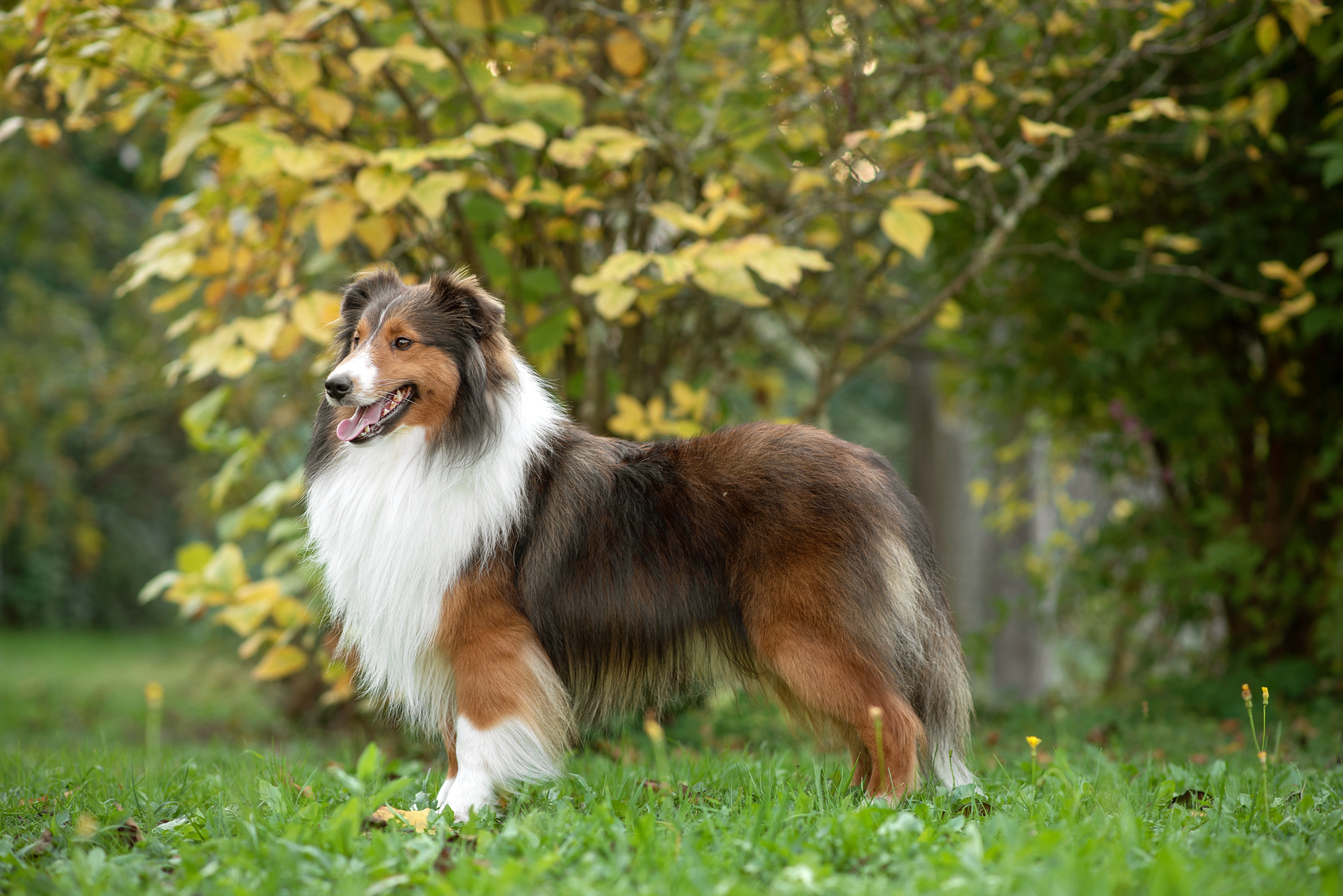 Shetland Sheepdog breed from the side standing tall on grass with mouth ajar
