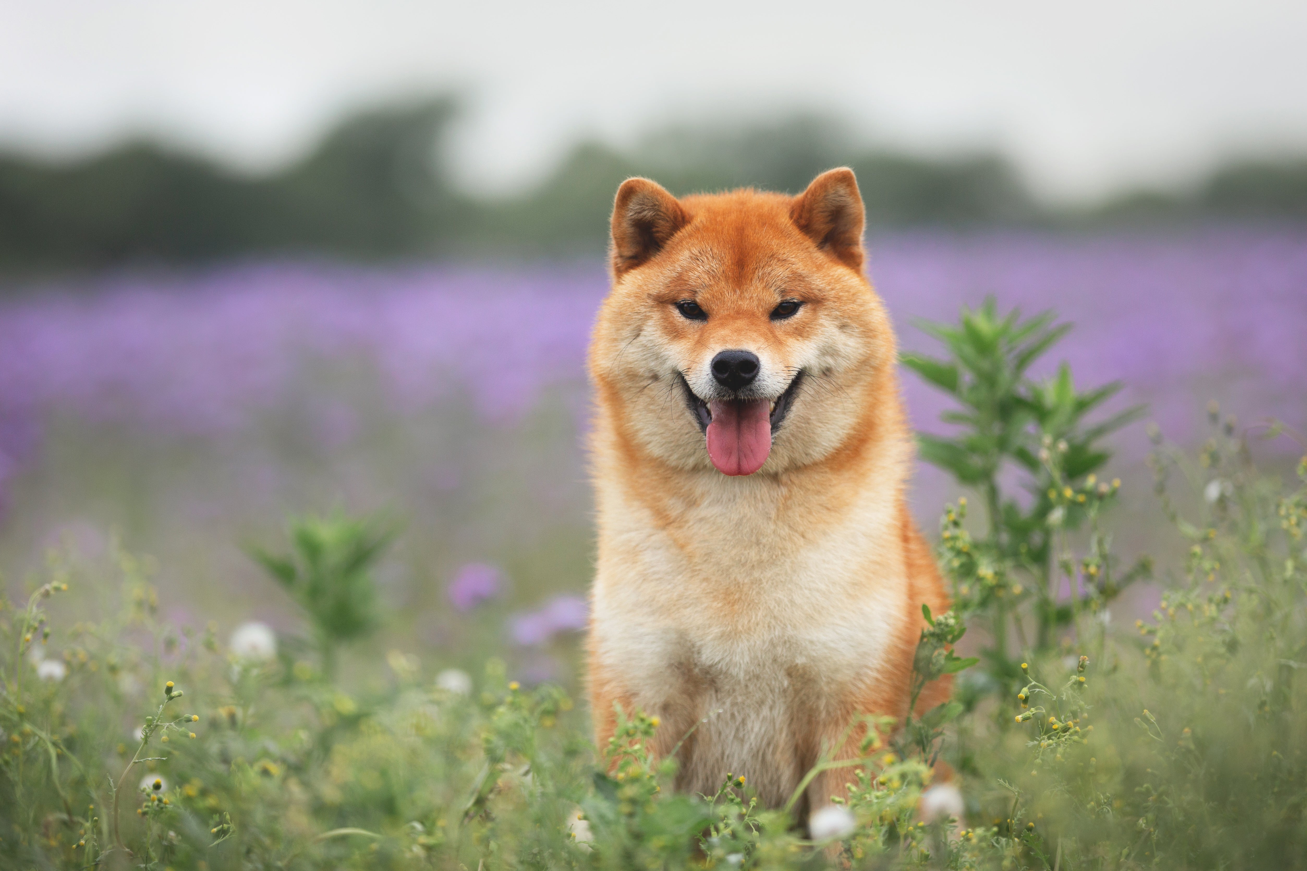 Shiba Inu dog sitting in the grass against a violet sky.