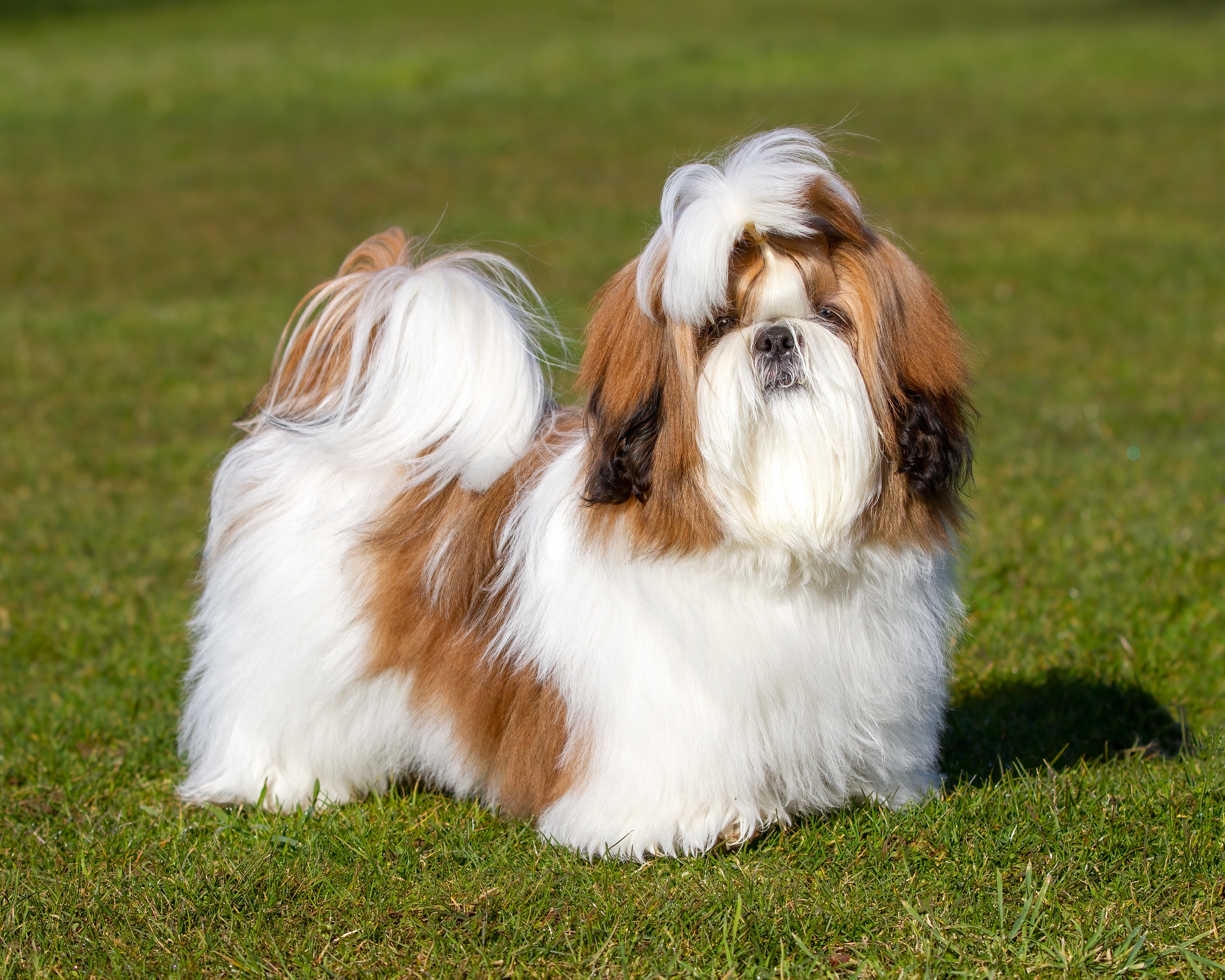 Shih Tzu dog breed puppy with pony tail standing in the grass