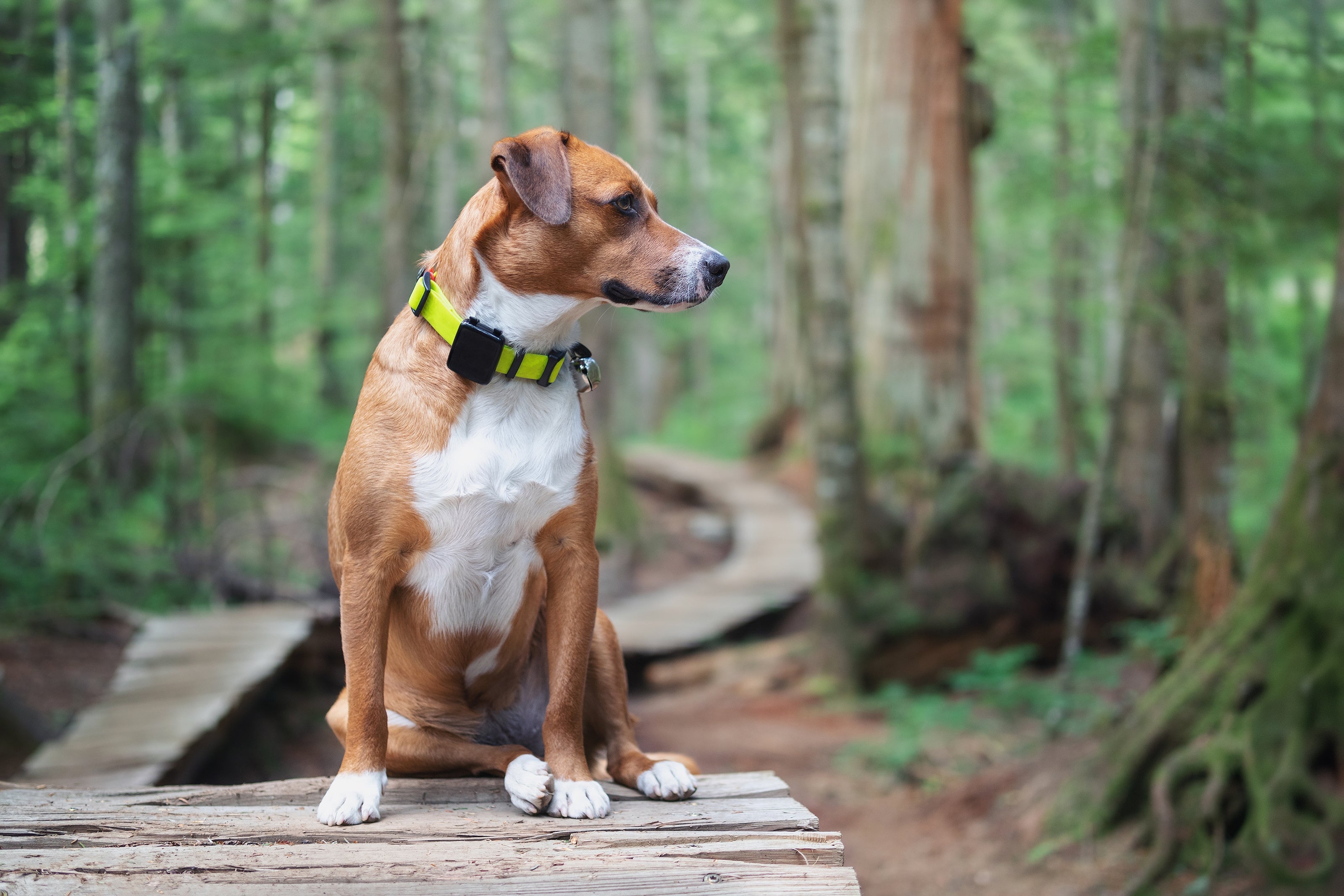 Dog with yellow collar sitting on wood pathway