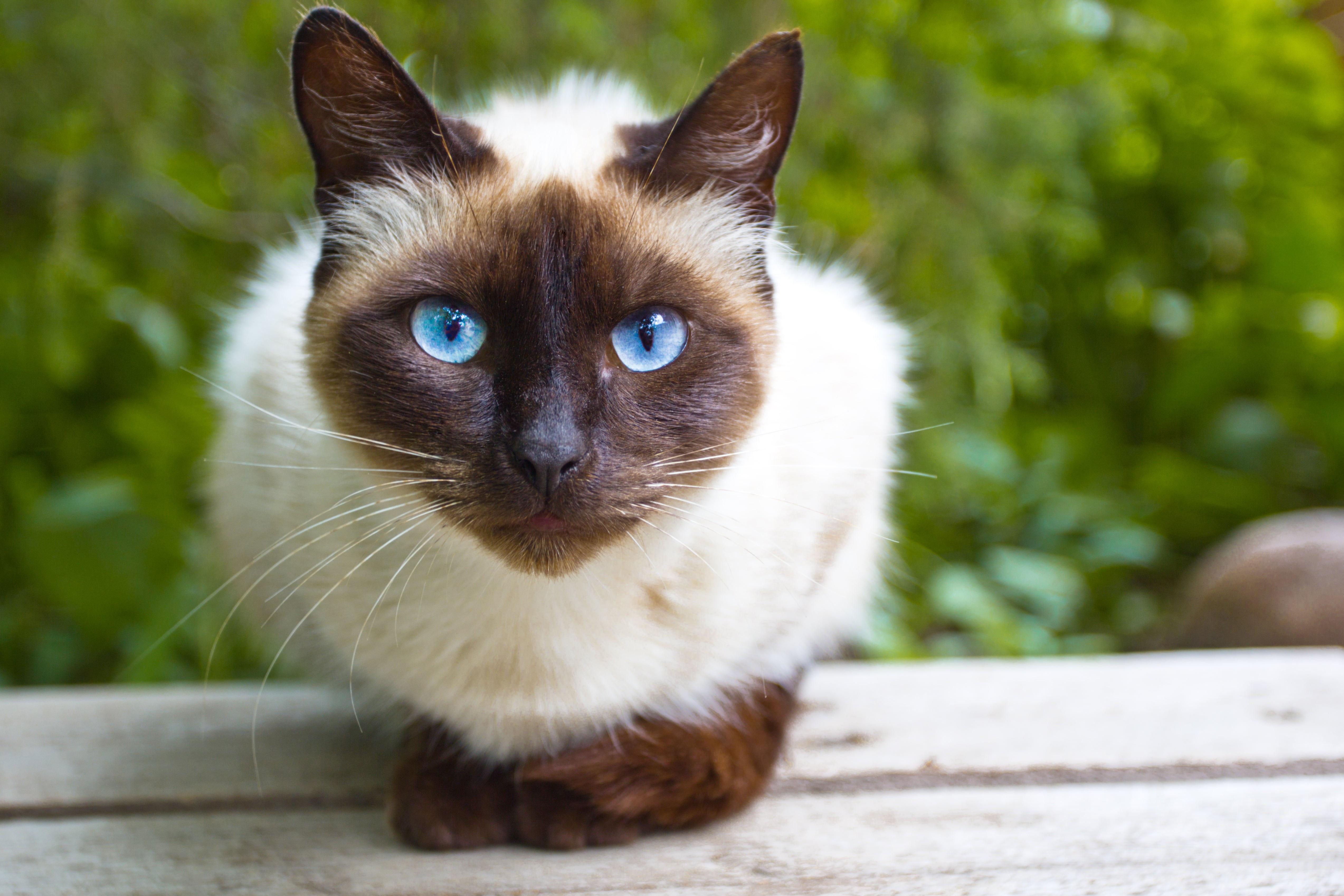 Siamese cat breed close up with beautiful sea blue eyes