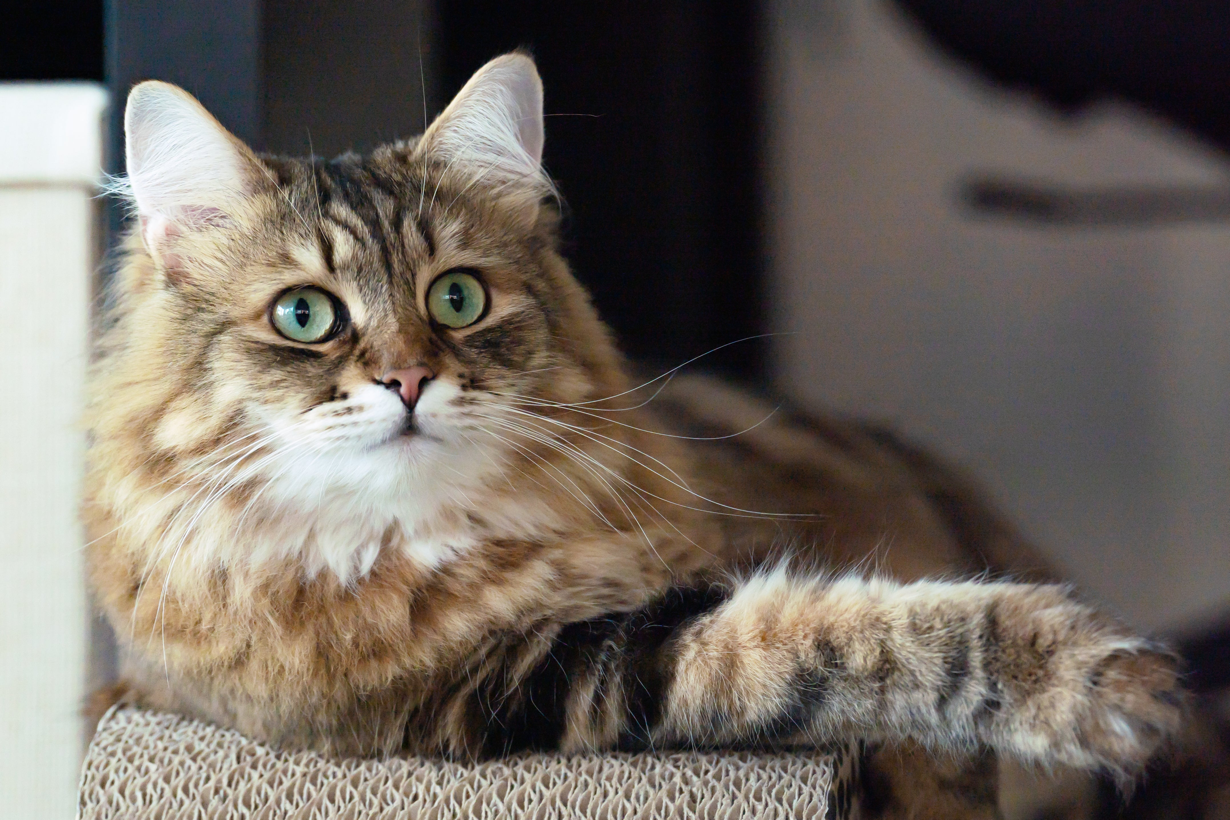 Siberian cat breed laying on a bench with paws out to the side