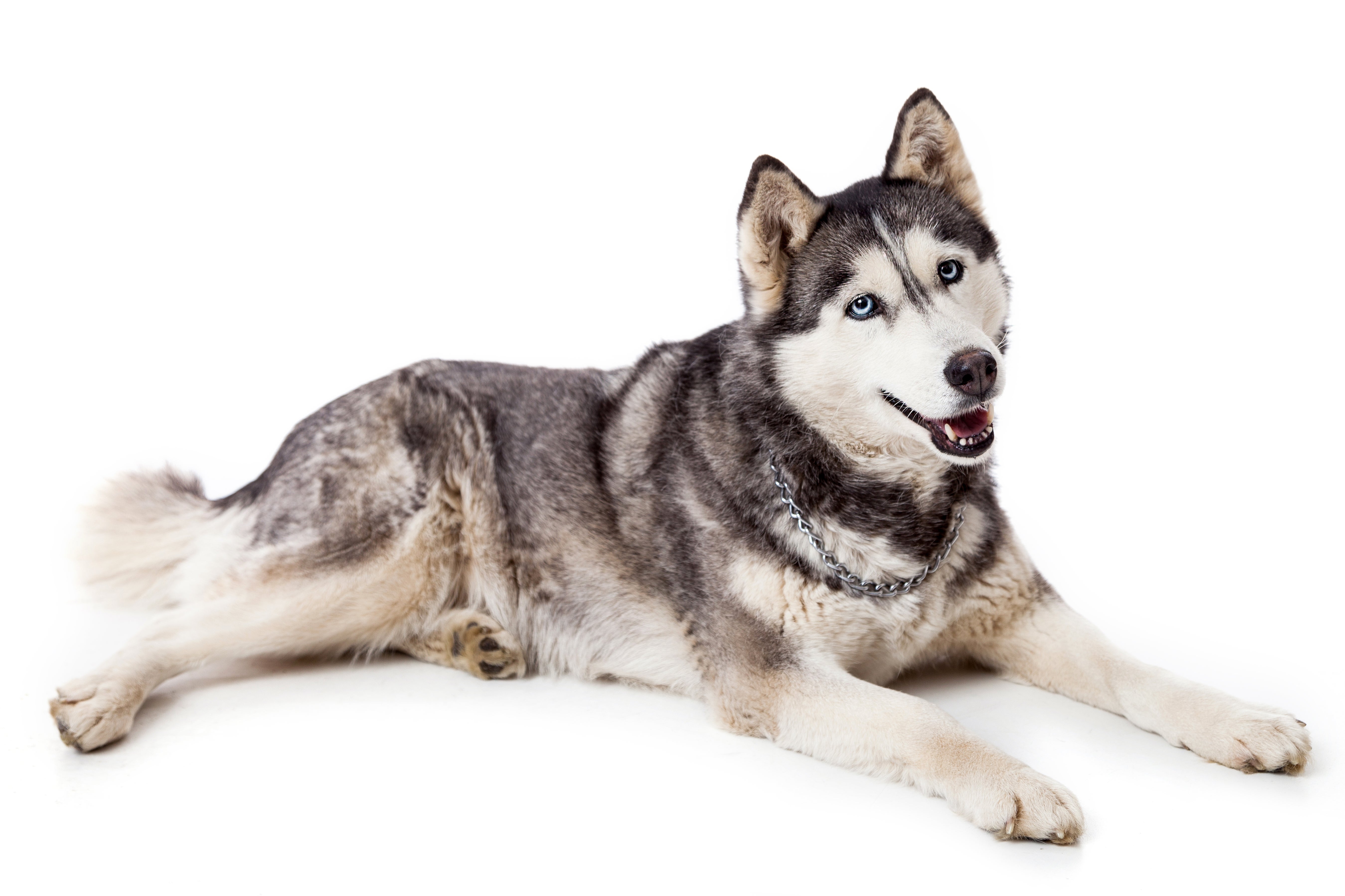 Siberian Husky dog breed laying down against a white background