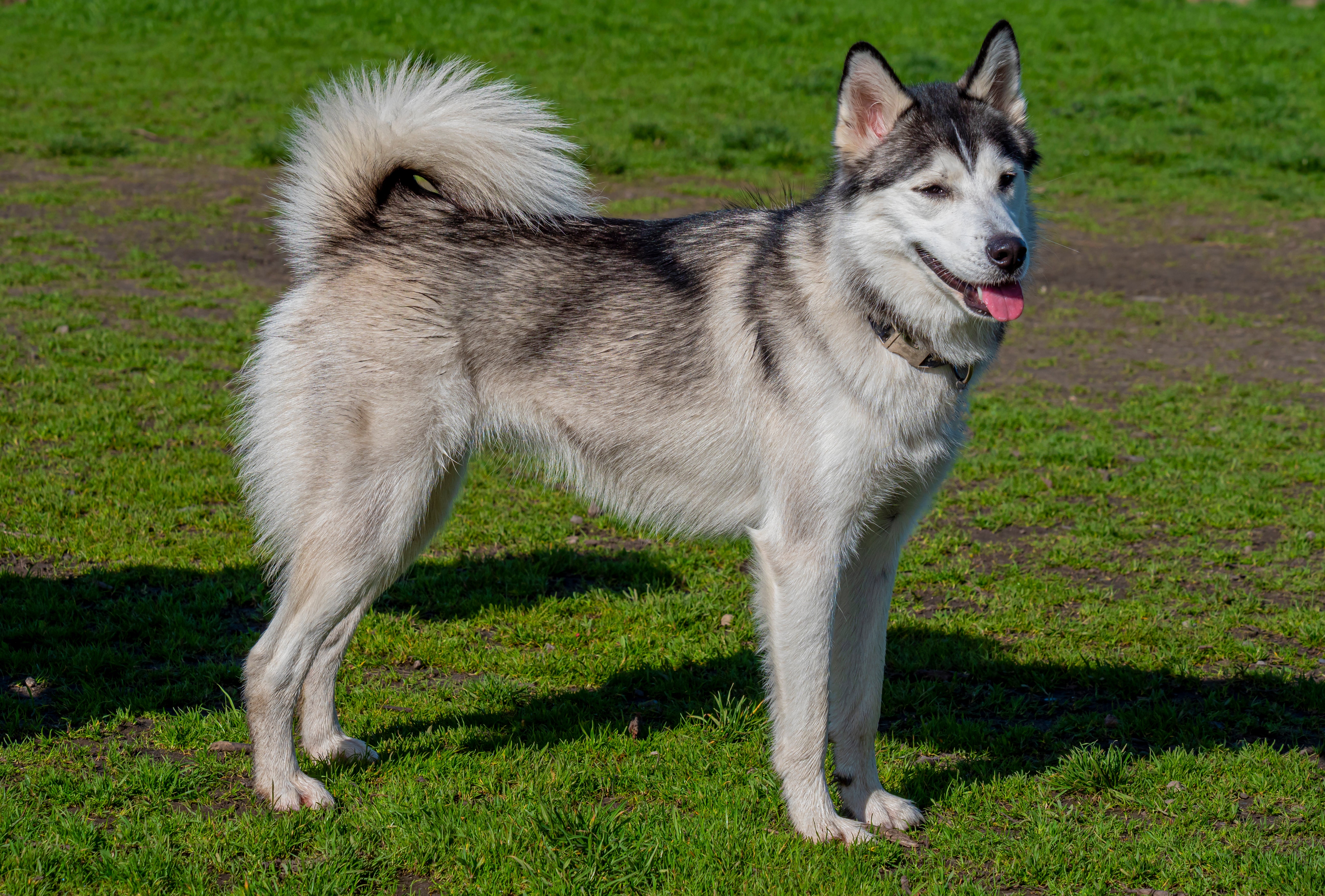 Side view of a Siberian Husky dog breed standing on the grass