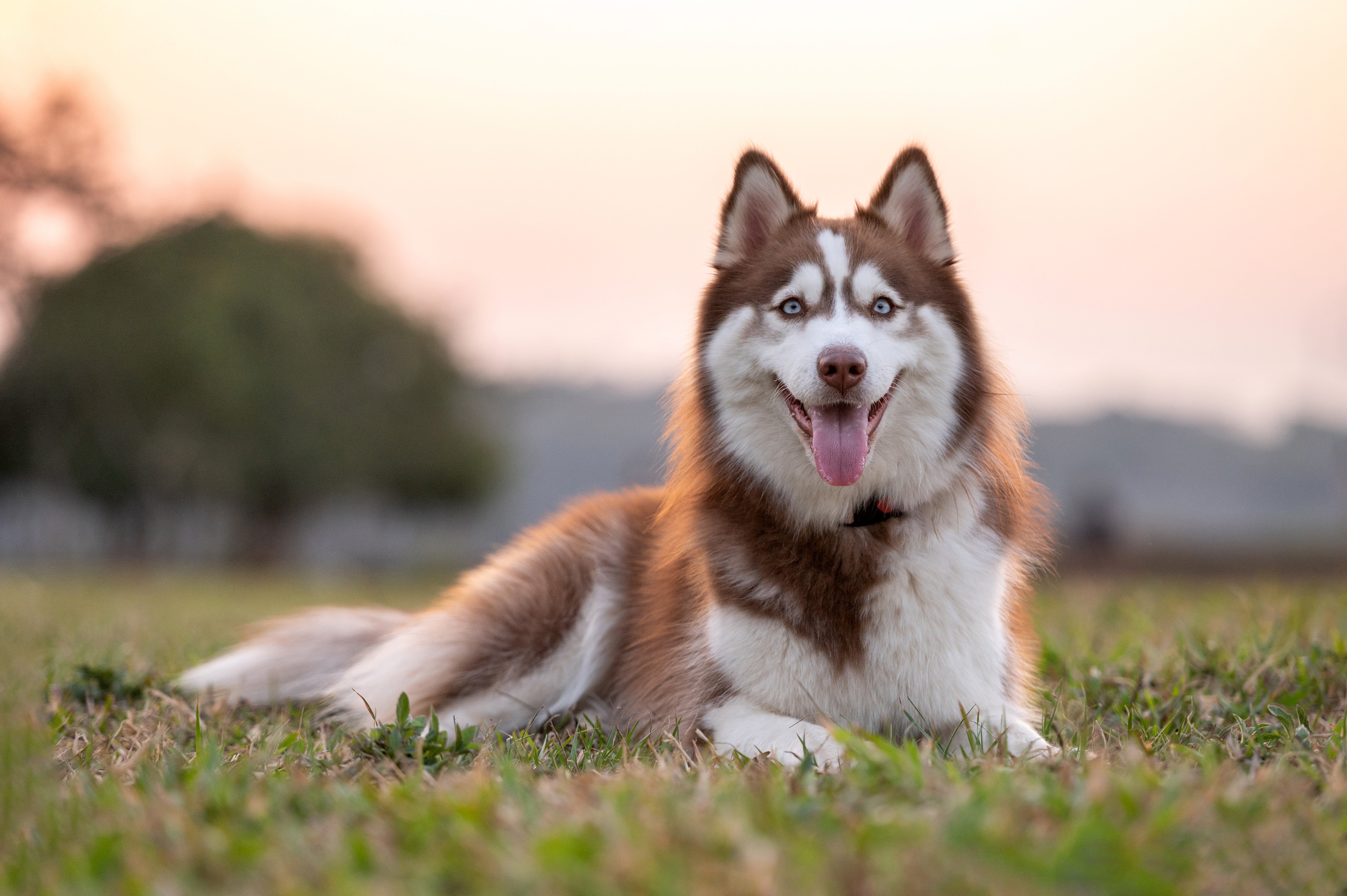 Husky dog