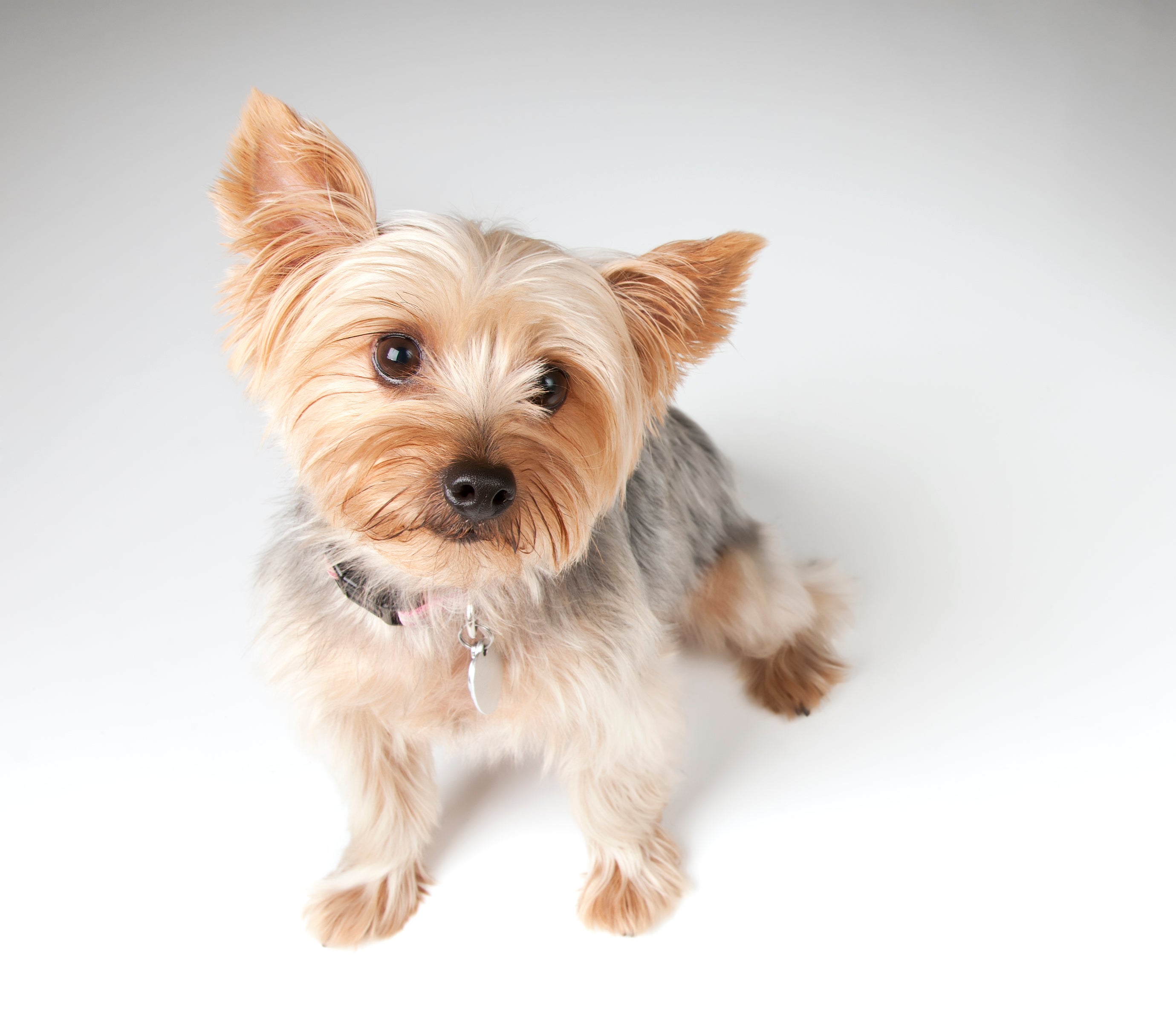 Sitting Silky Terrier dog breed looking up at the camera against a white background