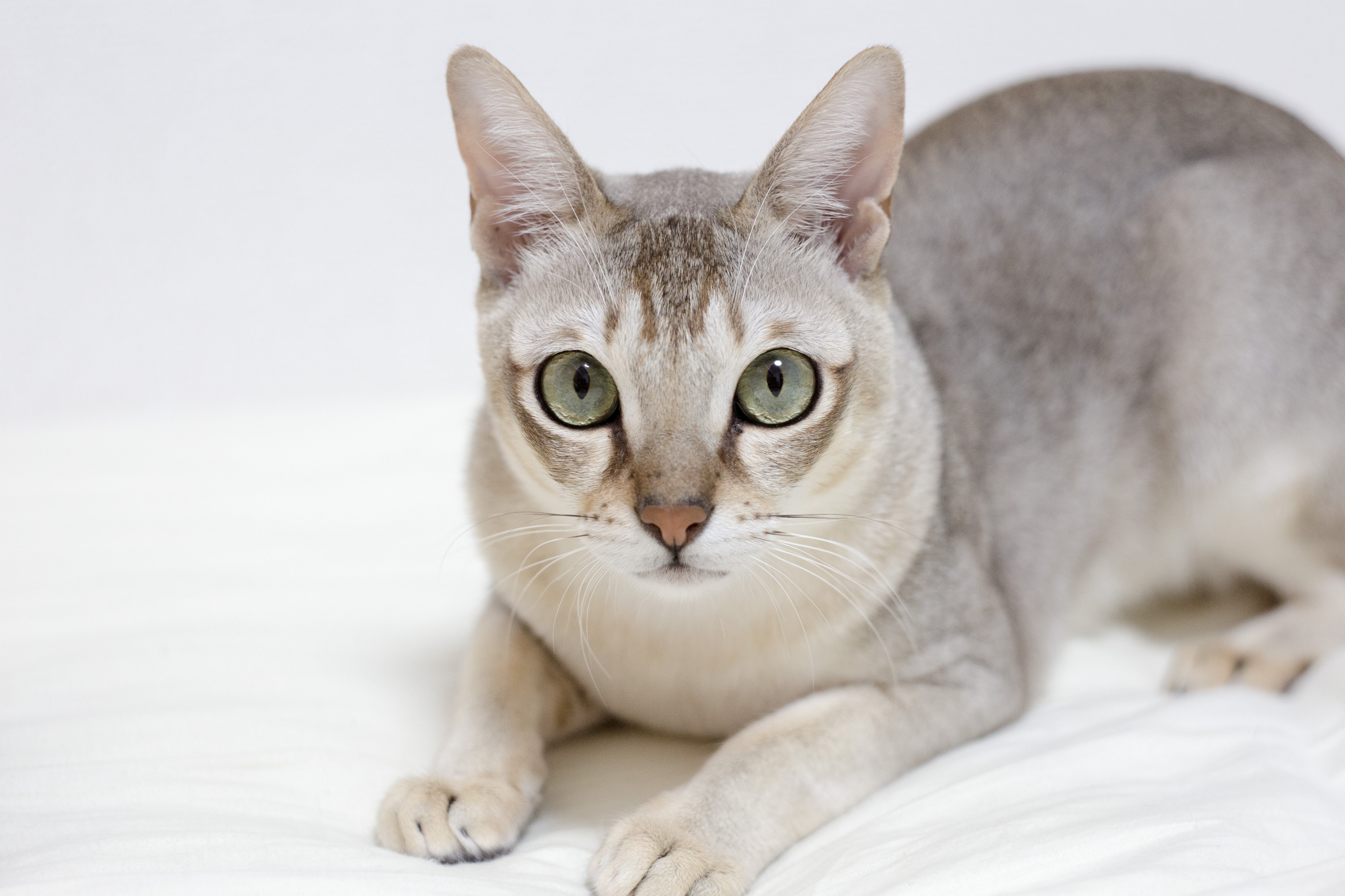 Singapura cat breed laying down looking at the camera against a white background