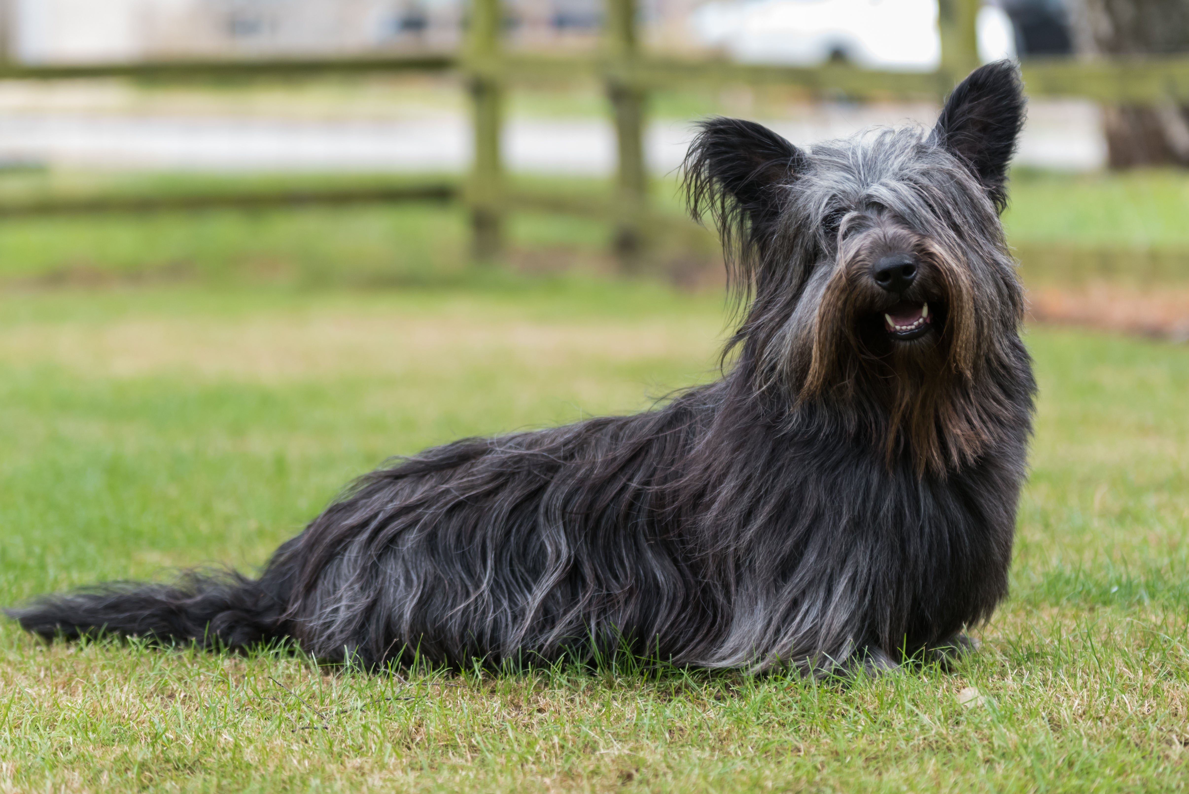 Skye Terrier dog breed laying down in a field