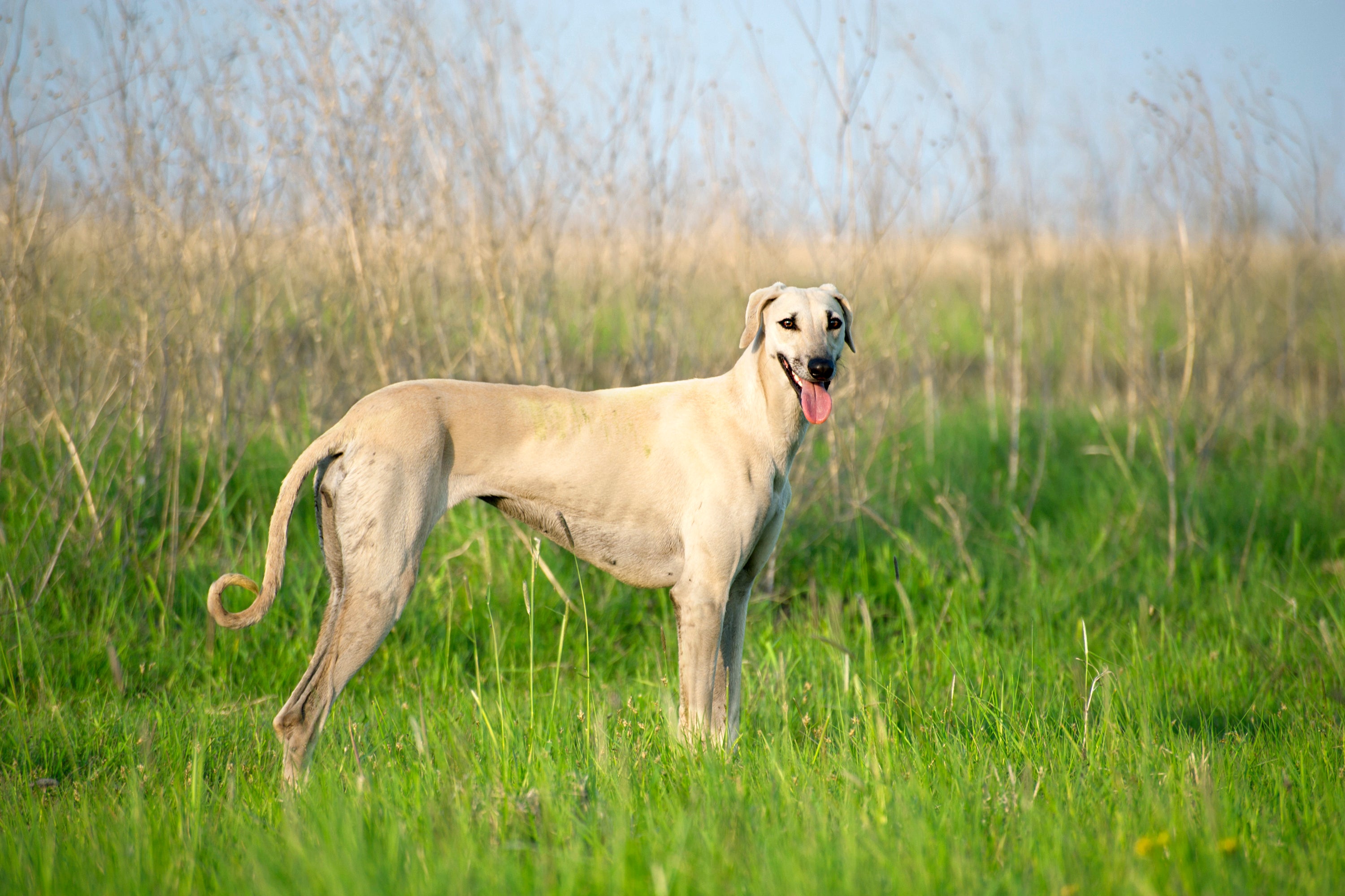 Sideview of a standing Sloughi dog breed looking at the camera panting in a meadow