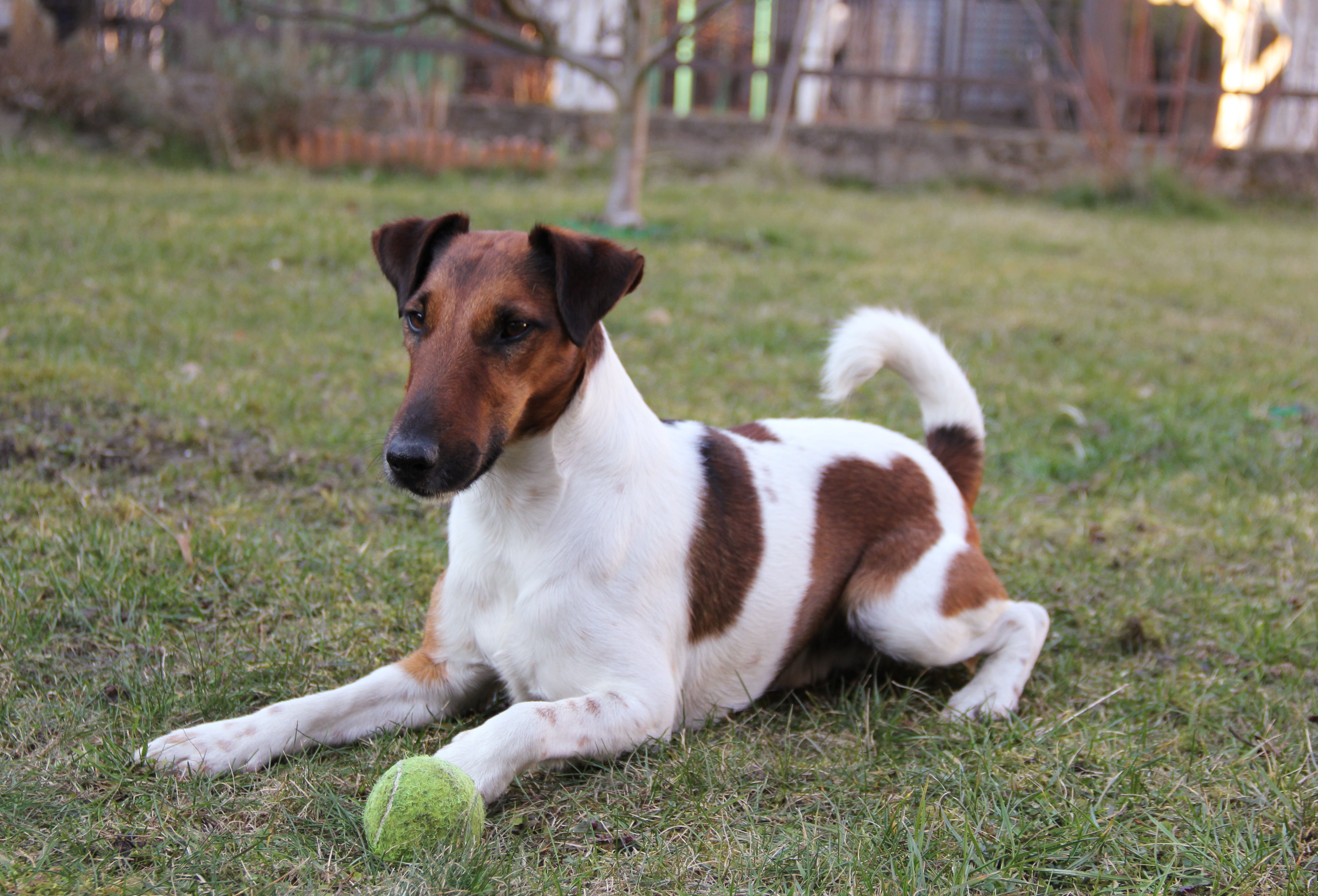 Fox Terrier dog breed laying on the grass with a tennis ball