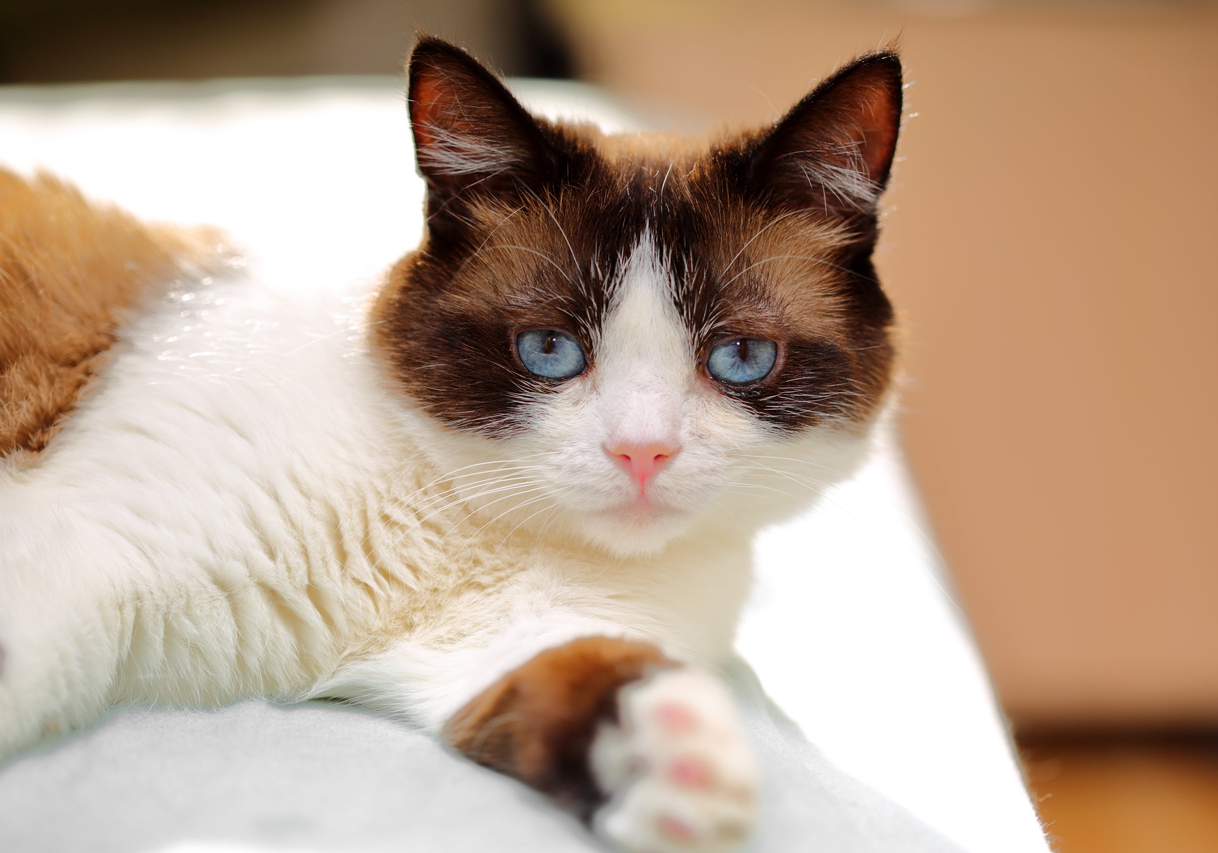 Close up of a Snowshoe cat breed laying down on the edge of a bed