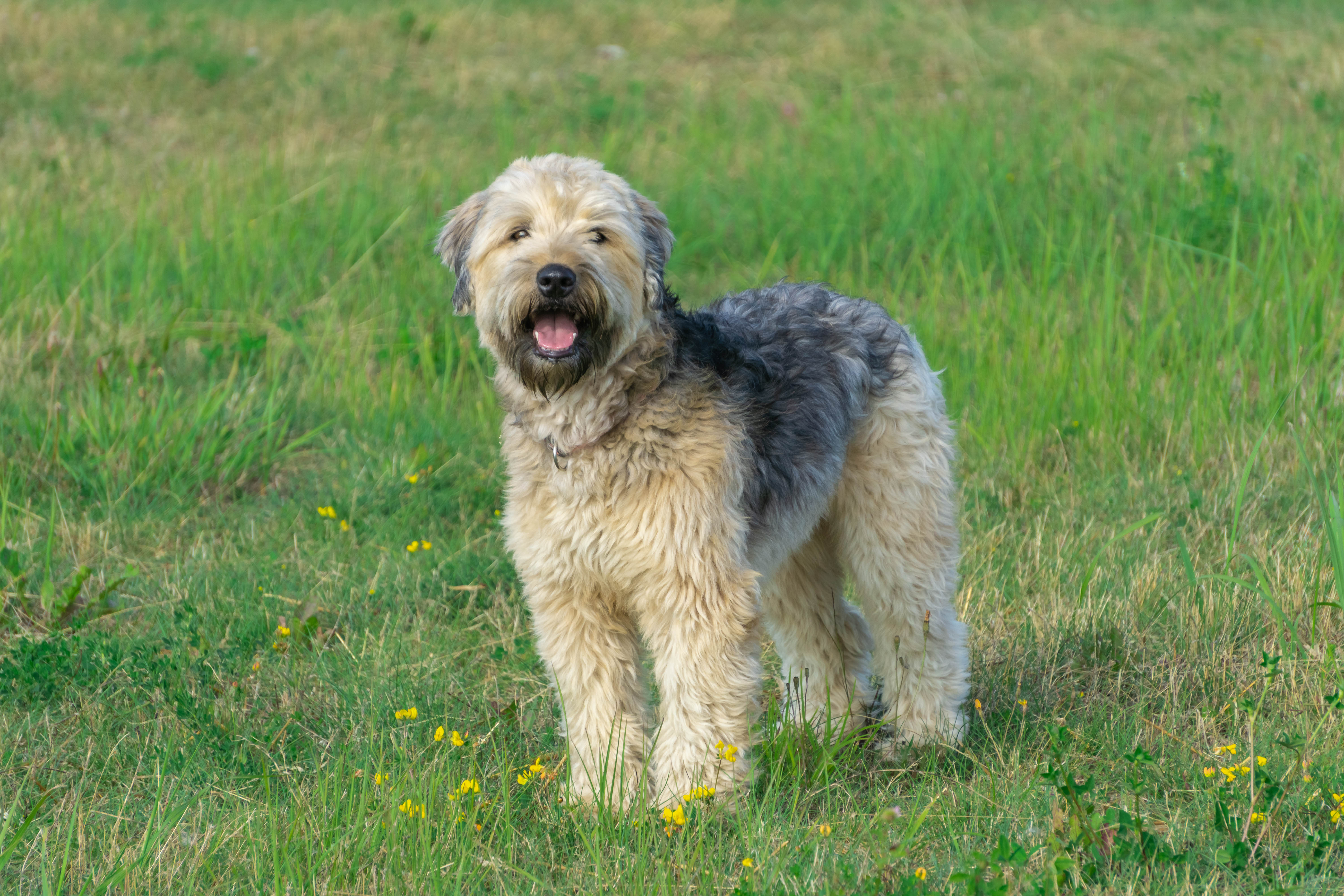 Soft Coated Wheaten Terrier dog breed standing in a field of grass panting