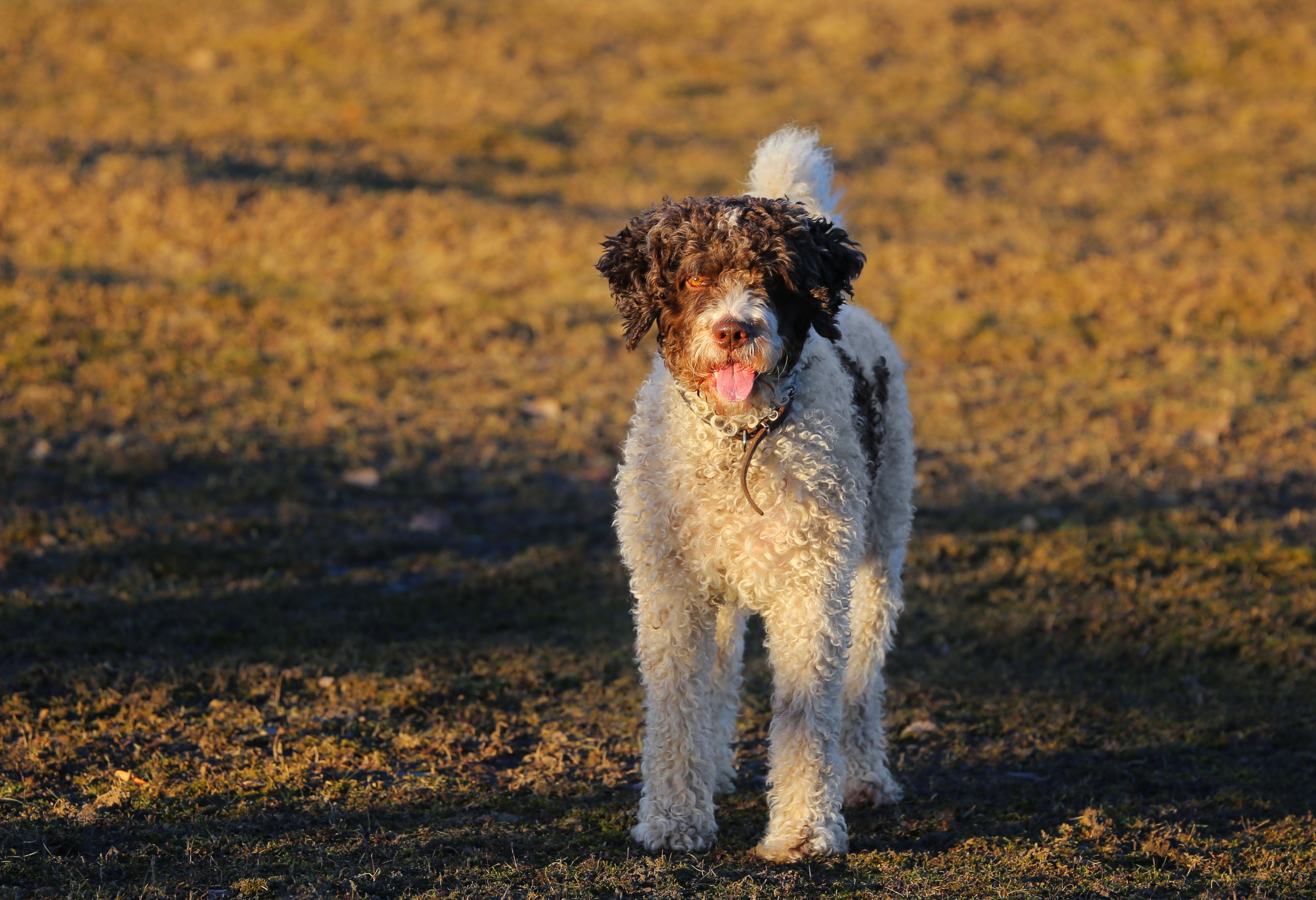 Spanish Water dog breed standing on dry grass panting