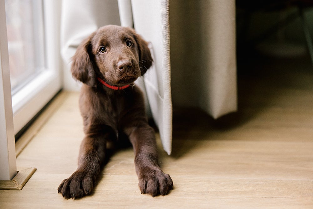 Chocolate labrador retriever puppy laying in front of a window