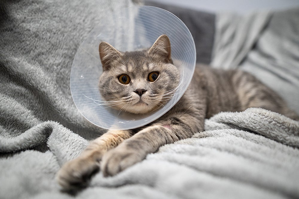 Gray tabby cat resting on a blanket while wearing a protective recovery cone after a veterinary procedure.