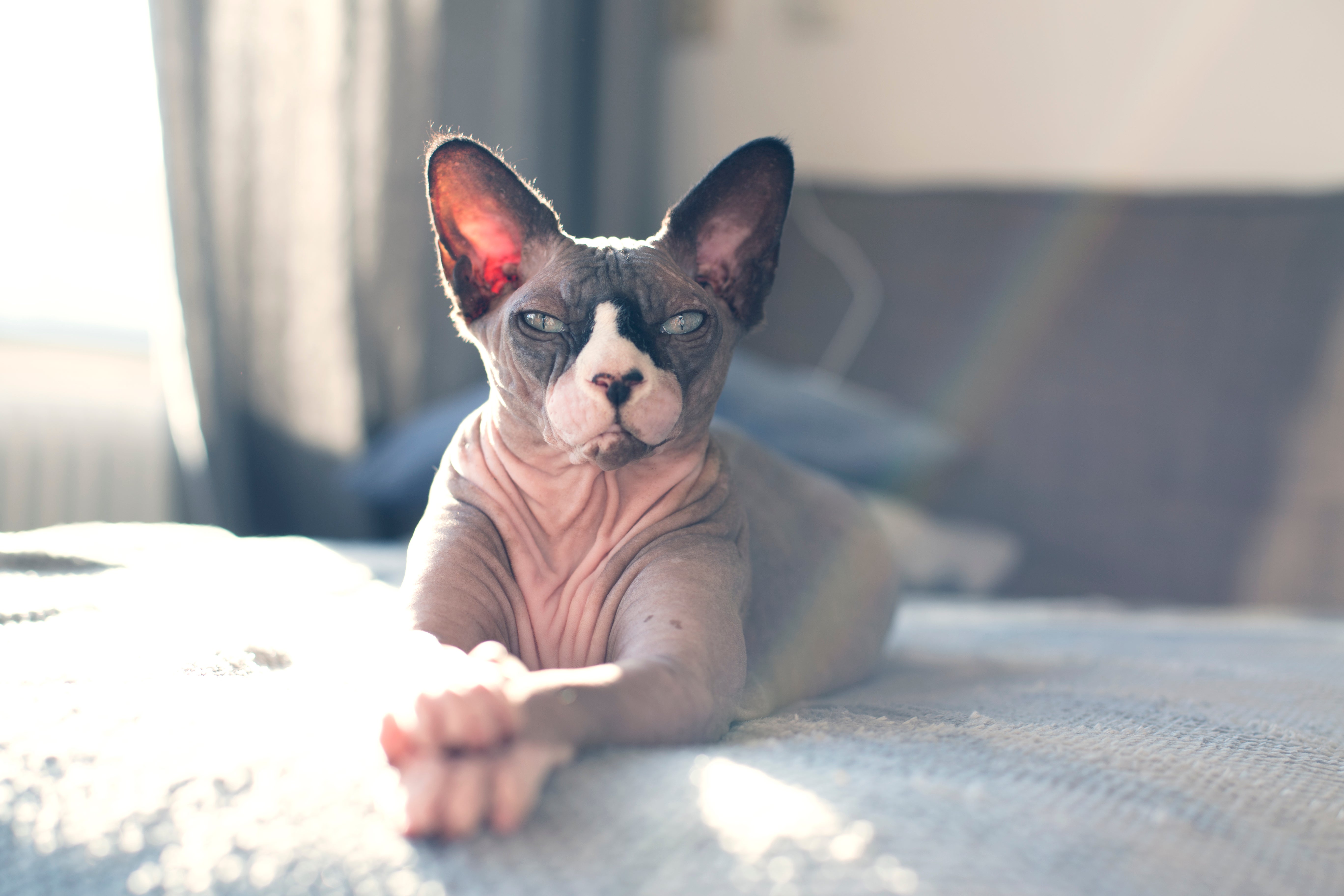 Sphynx cat breed laying on a bed with head up stretched out toward the camera