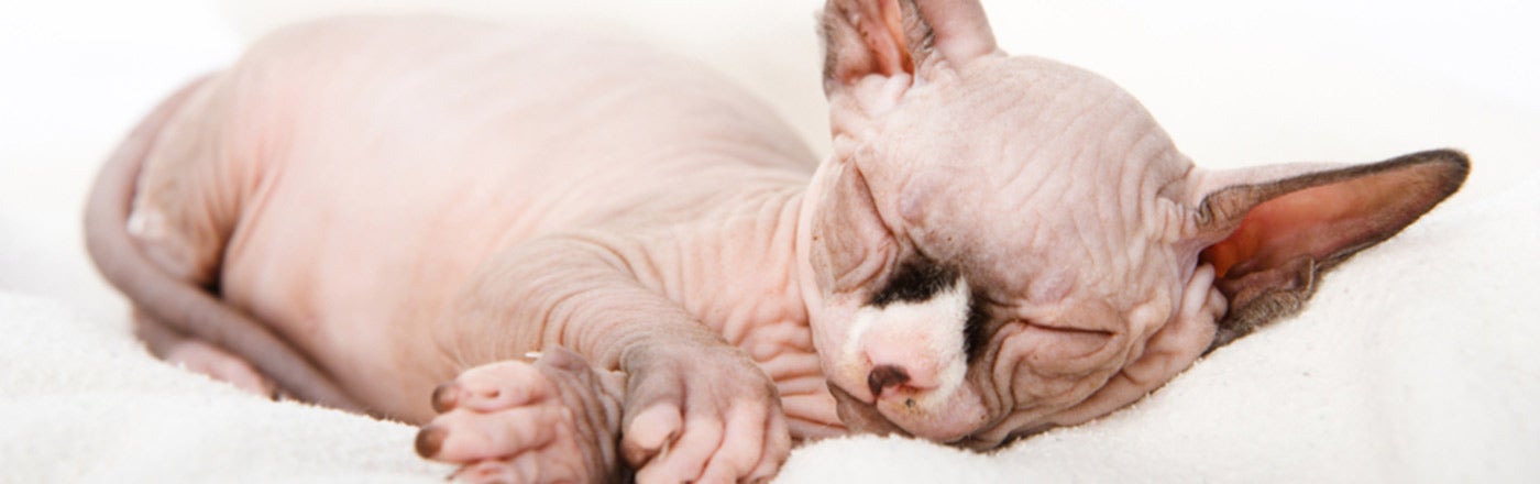 sphynx cat