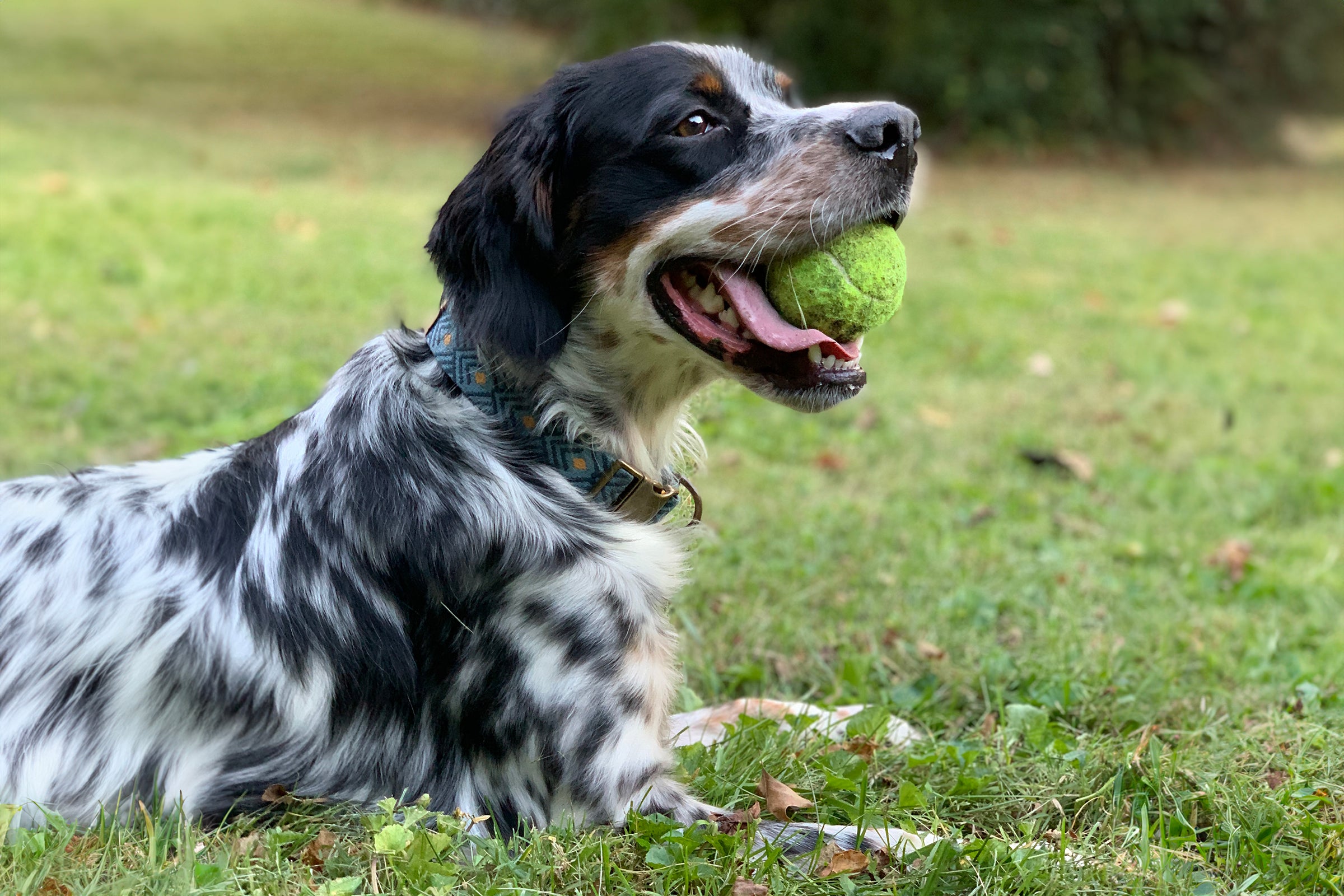 black and white sporting dog laying in field with a tennis ball in its mouth