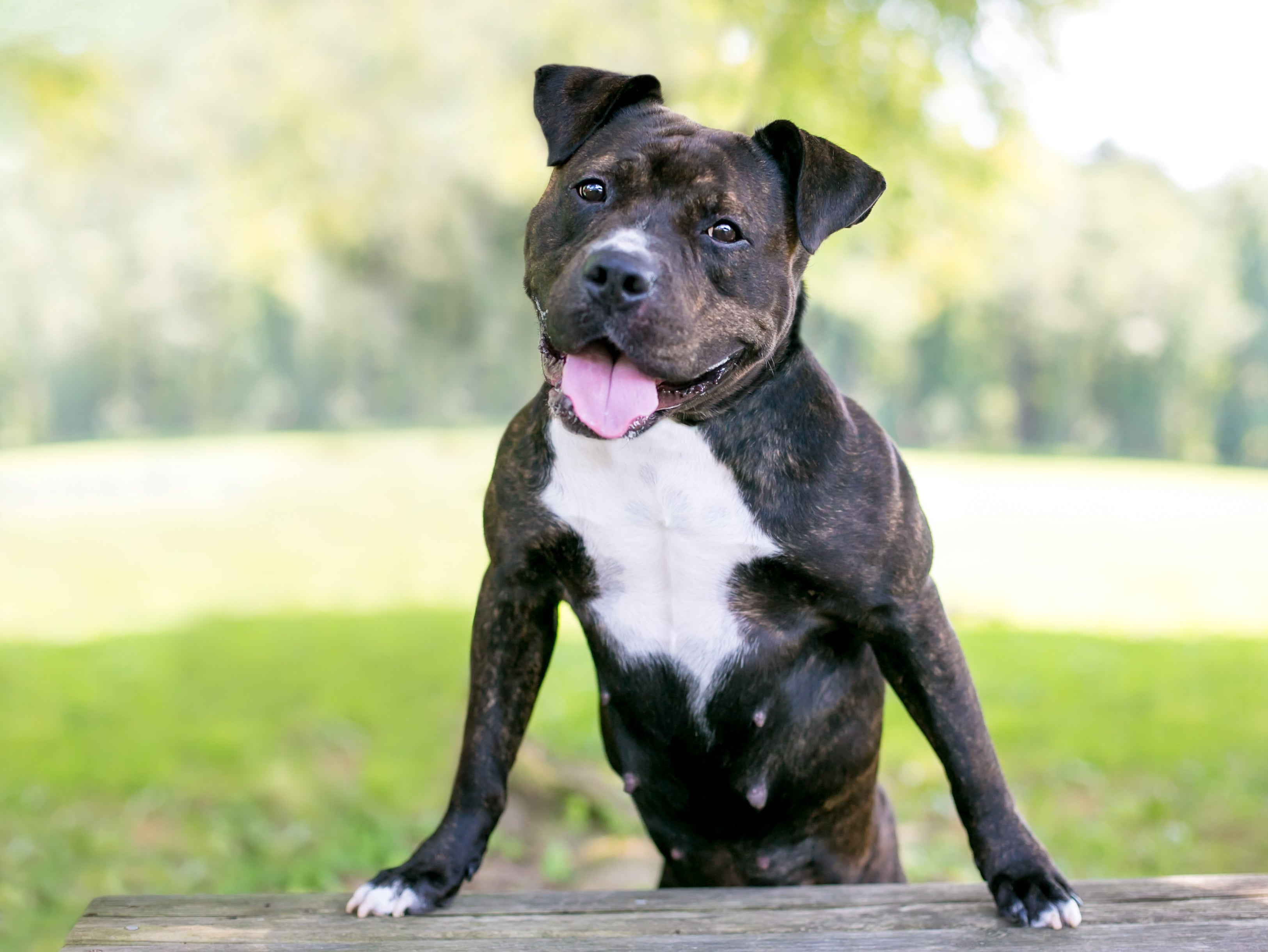 Black and white Staffordshire Bull Terrier dog breed sitting with mouth open against a white background