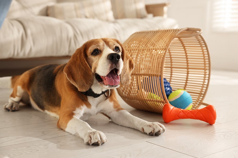 Beagle lying on a bedroom floor beside an overturned wicker basket with scattered dog toys