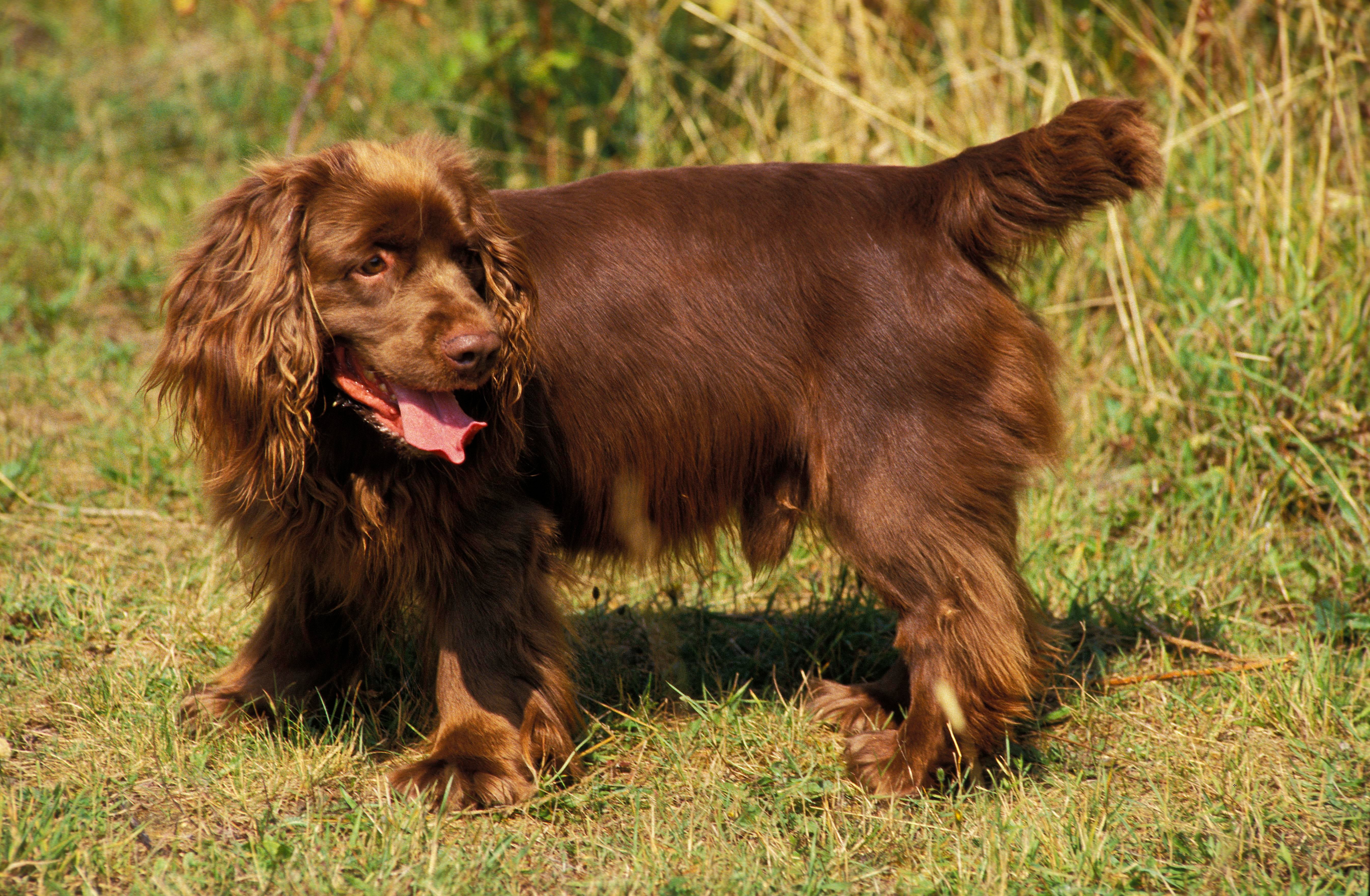 Sussex Spaniel dog breed male standing looking to the side in a meadow