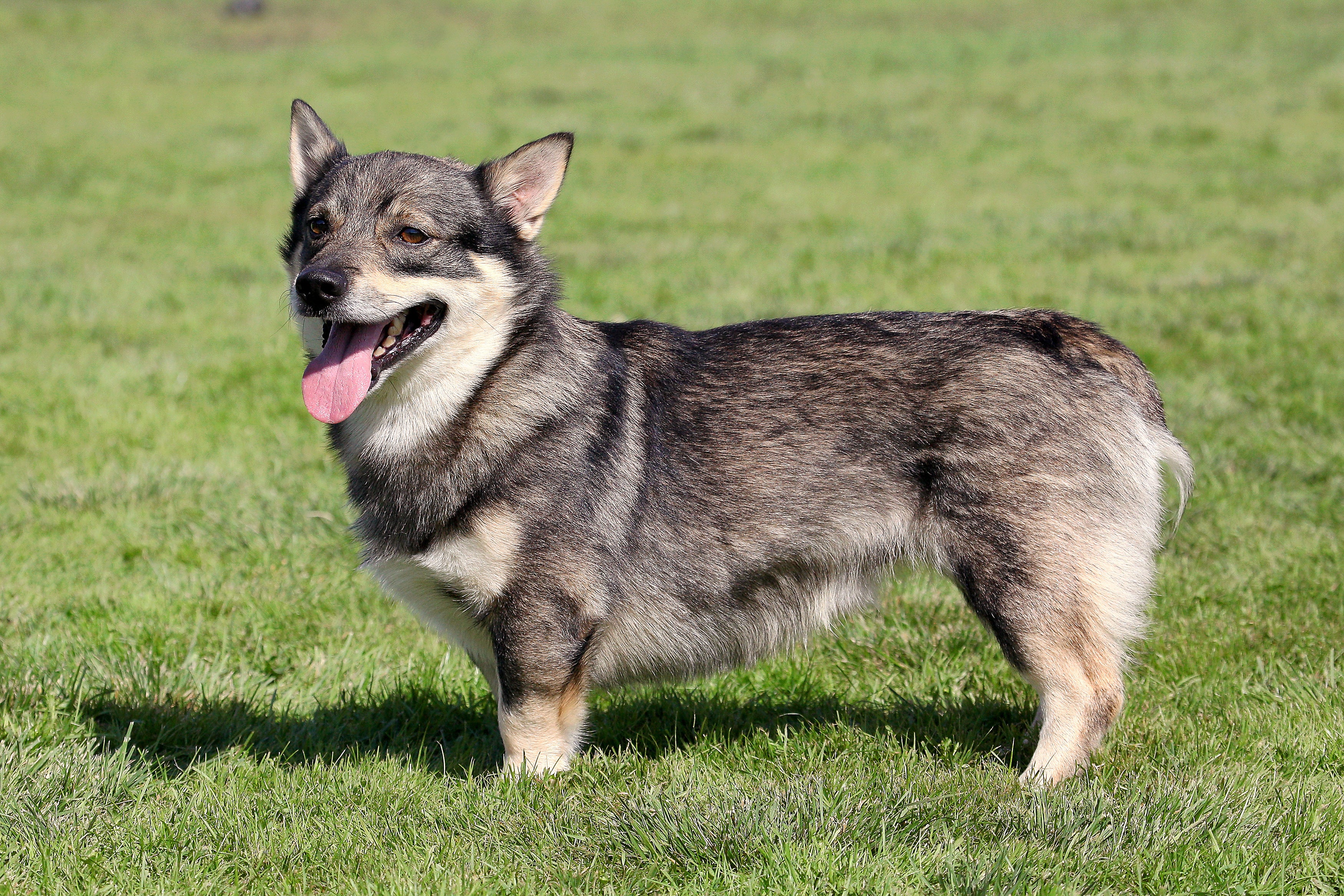 Side view of Swedith Vallhund dog breed  standing in a grassy field with tongue out