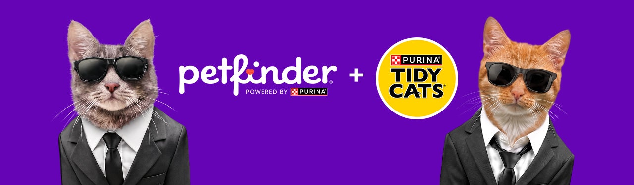 two cats in sunglasses and suits, petfinder and tidy cats