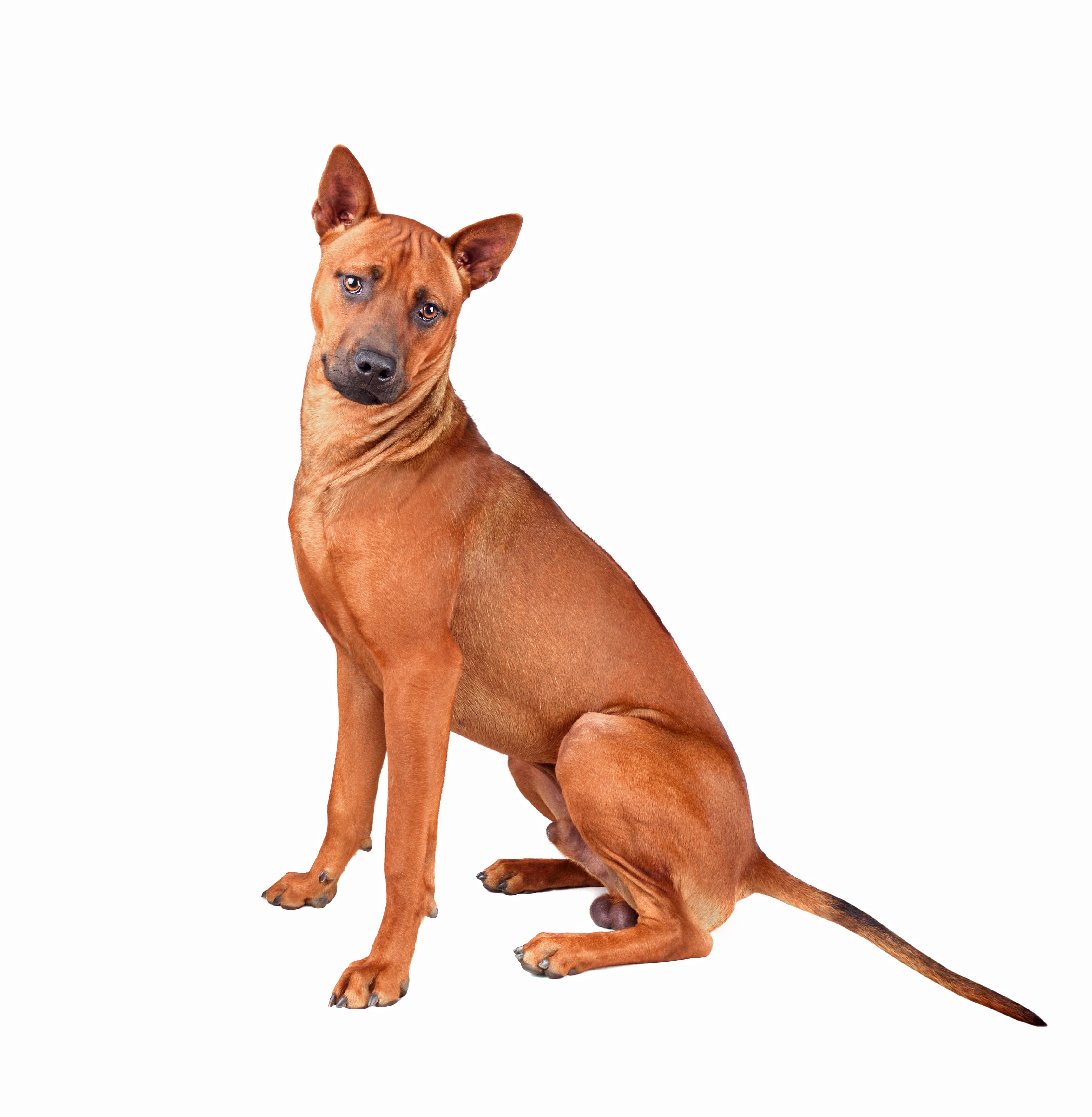 Sitting tall Thai Ridgeback dog breed against a white background