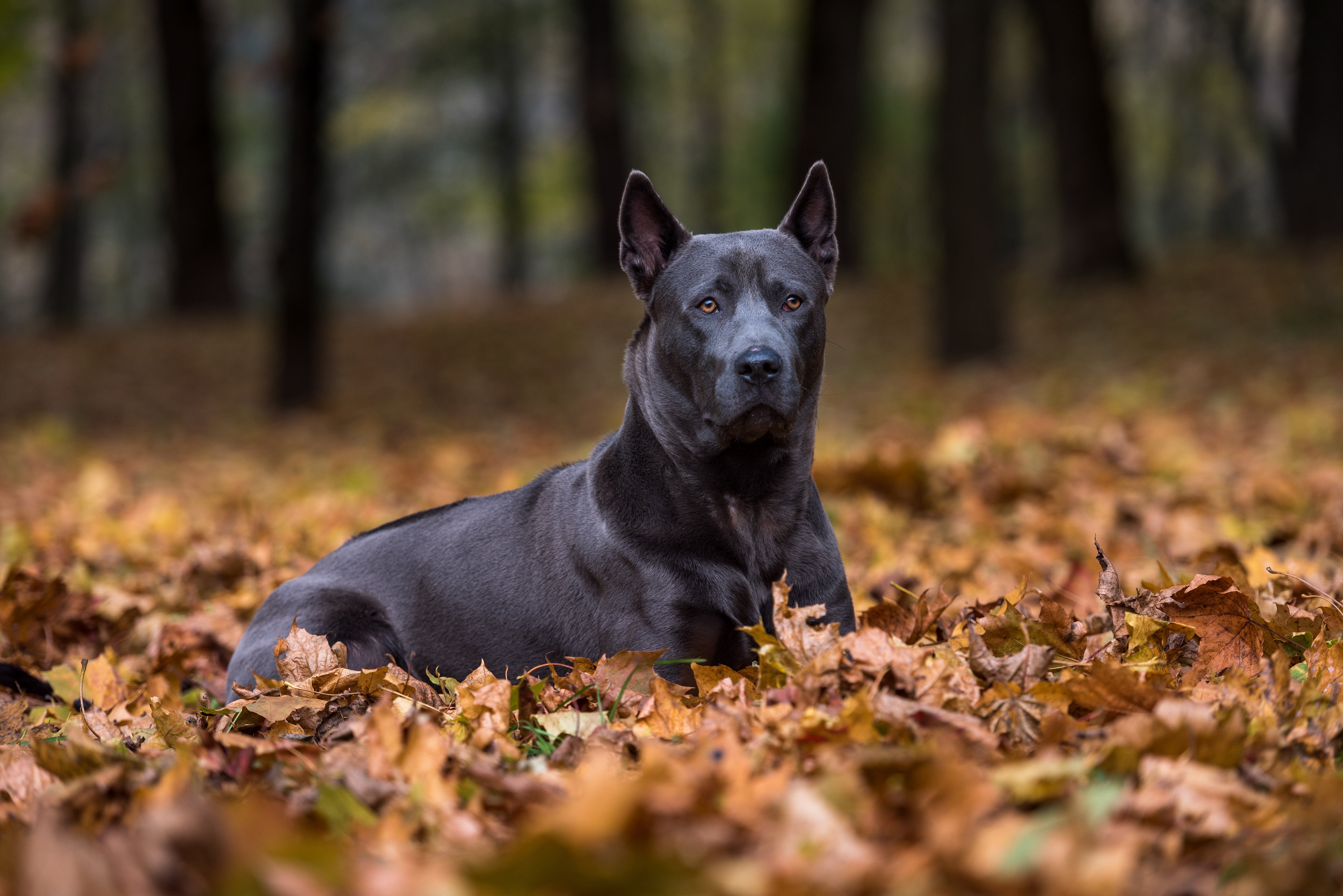 Black Ridgeback dog breed laying down in a bed of fall leaves with head up