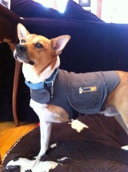 Thunder shirt Dog