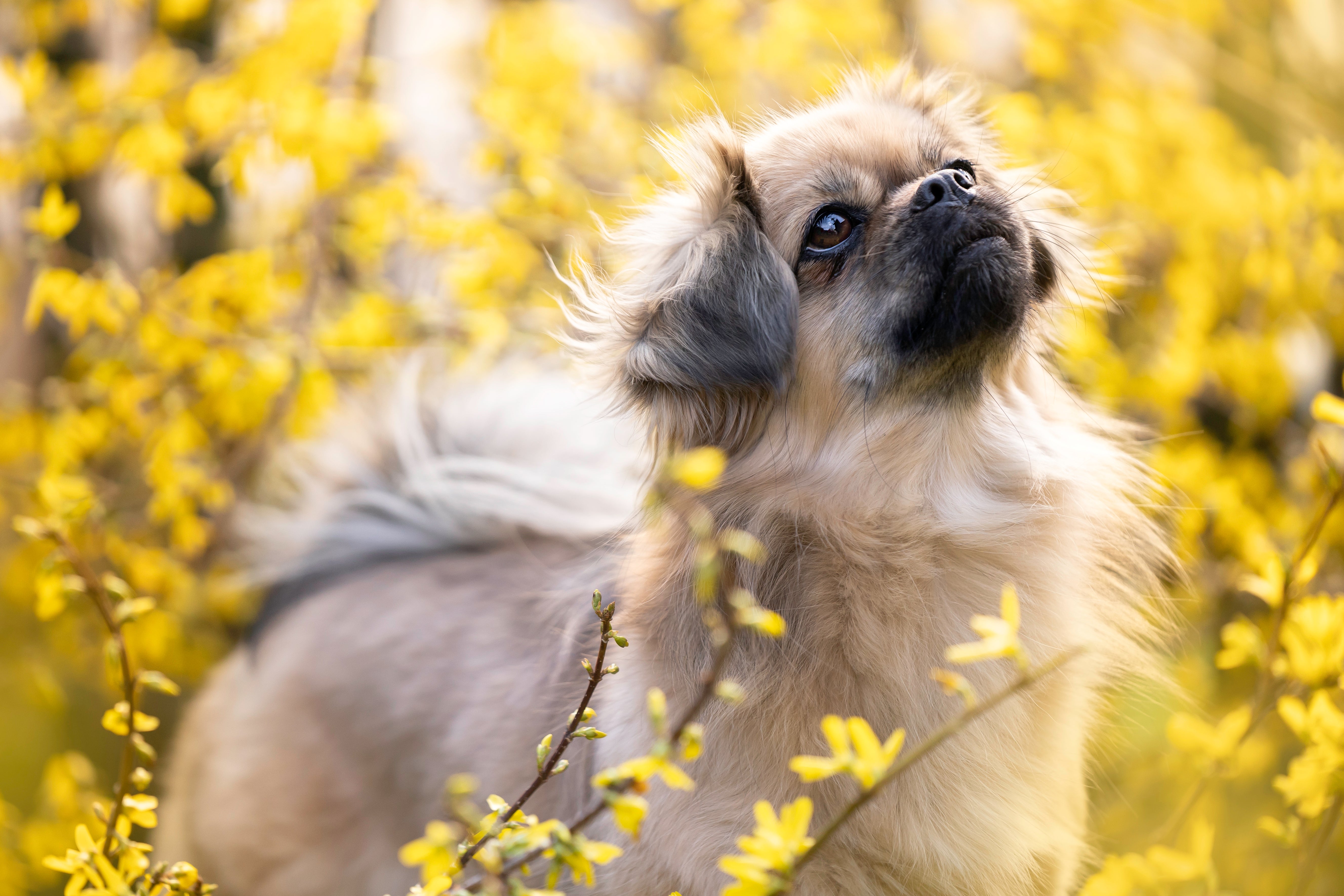 Tibetan Spaniel dog breed in a yellow flower bush looking up