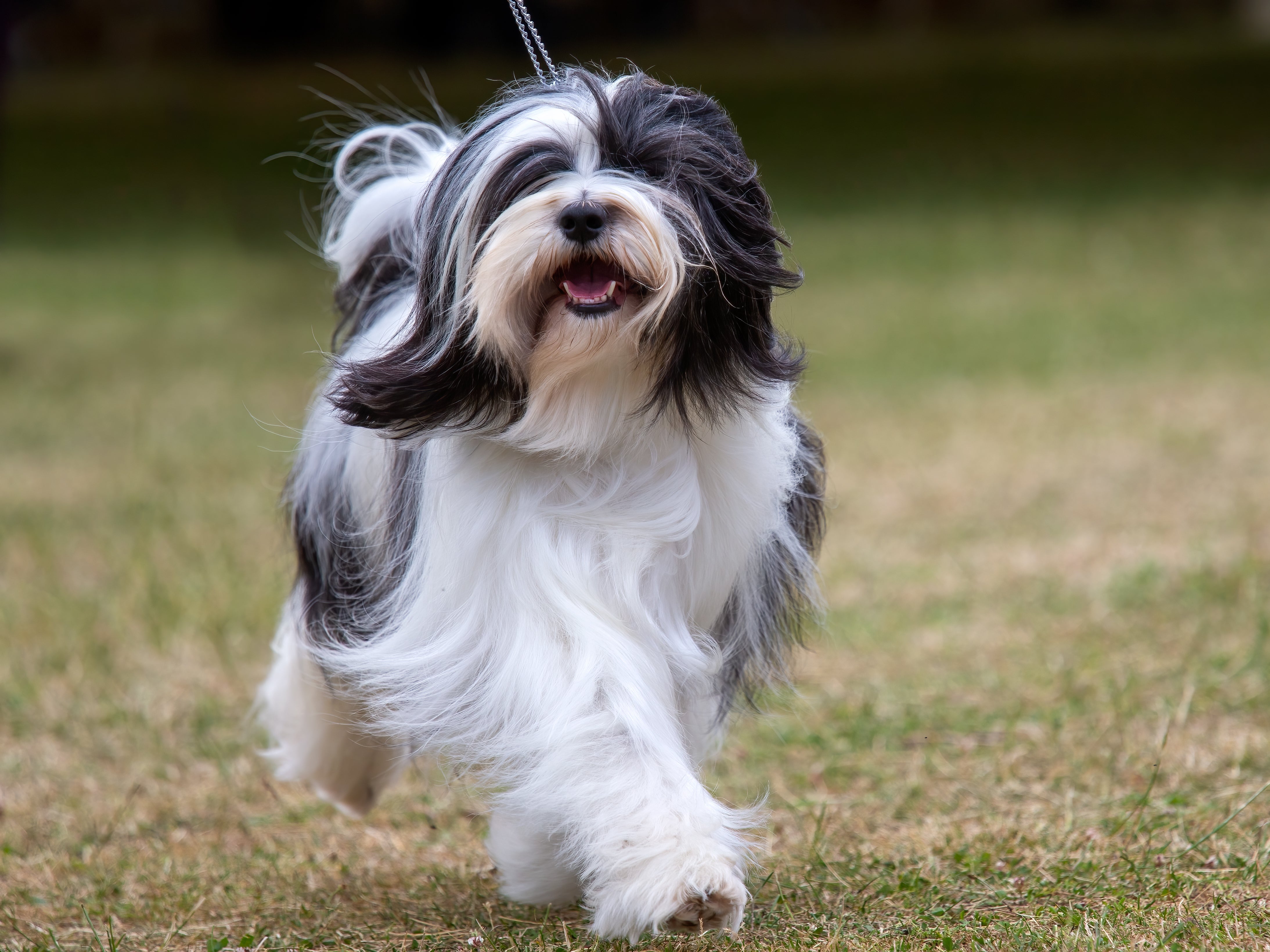 Tibetan Terrier dog breed running on the grass toward the camera